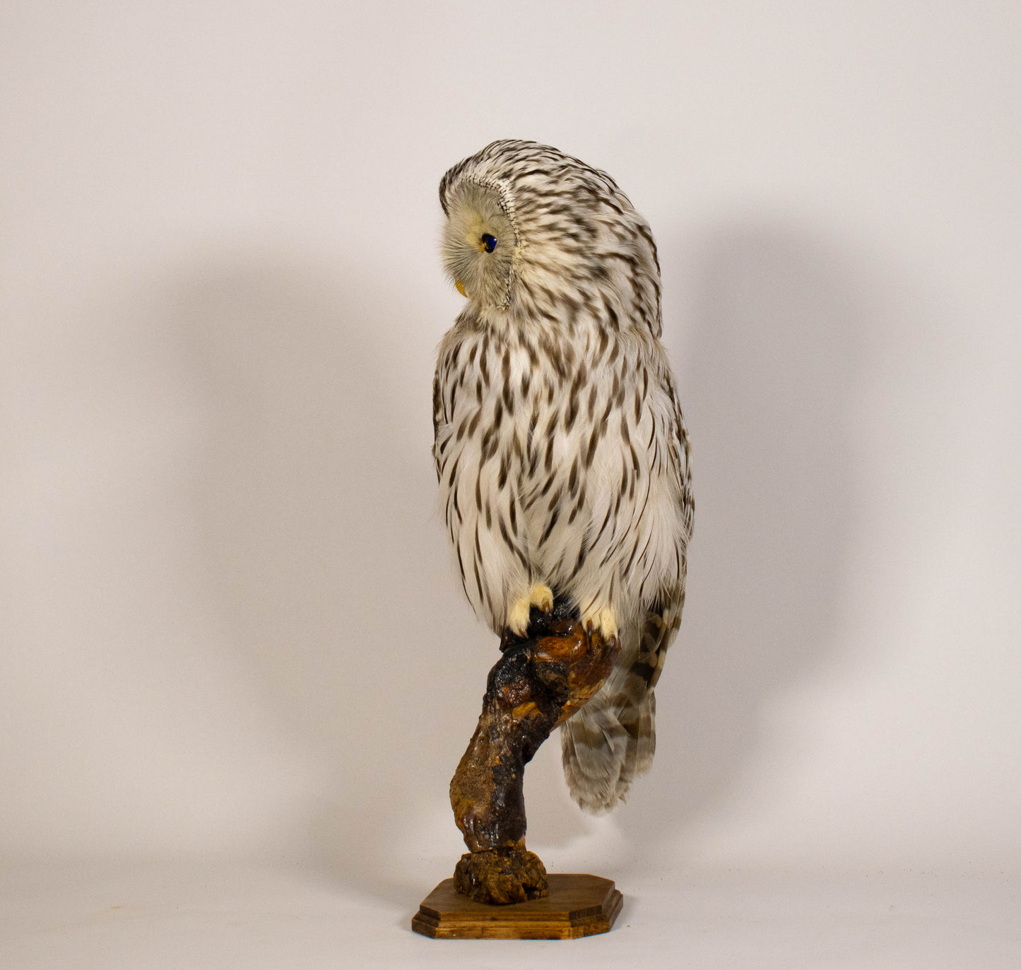 Ural Owl Taxidermy Stand Mount For Sale