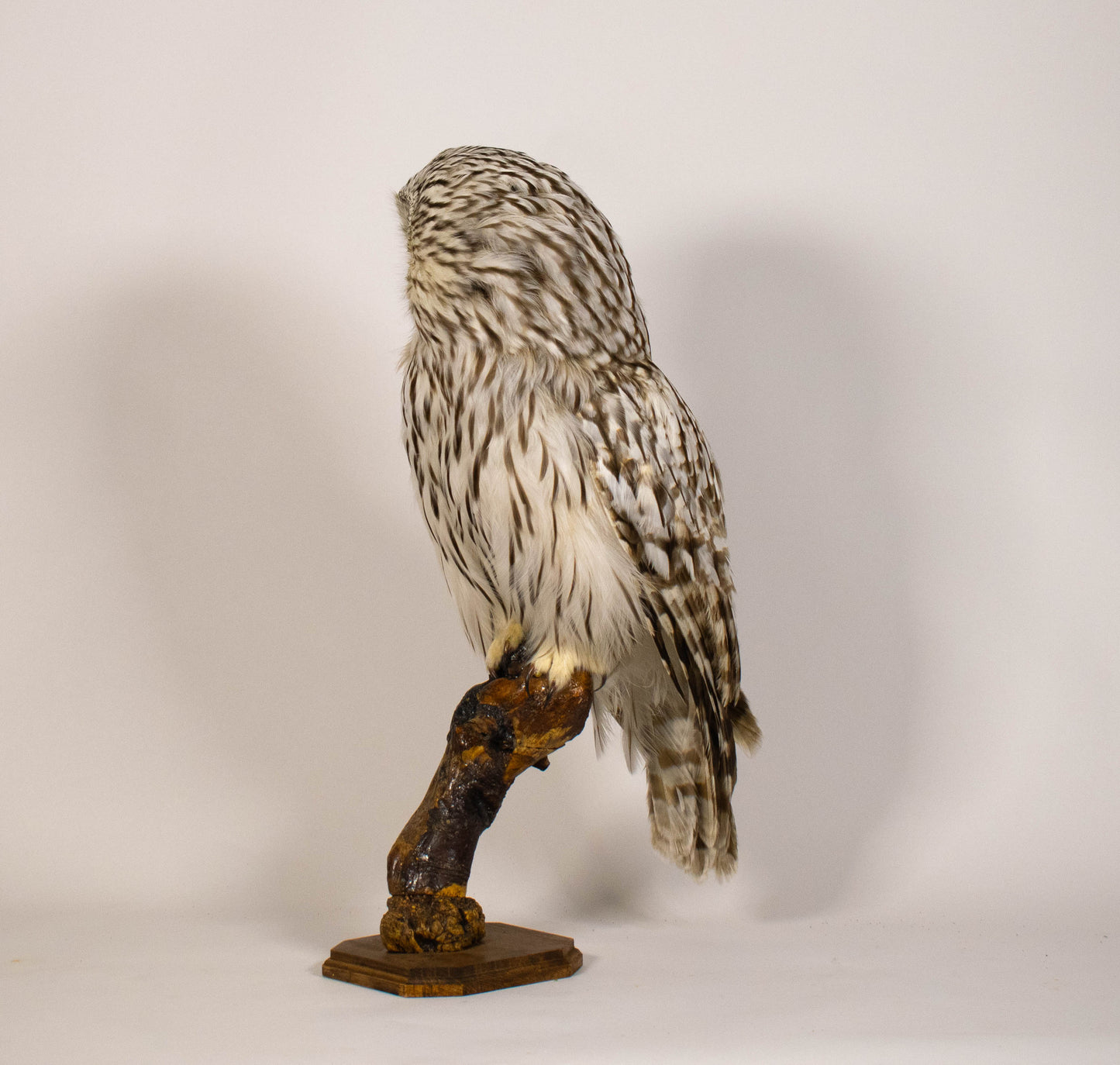 Ural Owl Taxidermy Stand Mount For Sale