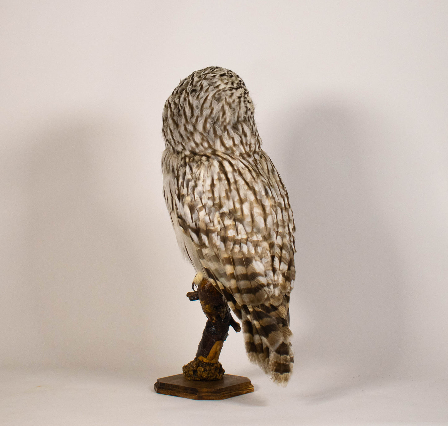 Ural Owl Taxidermy Stand Mount For Sale