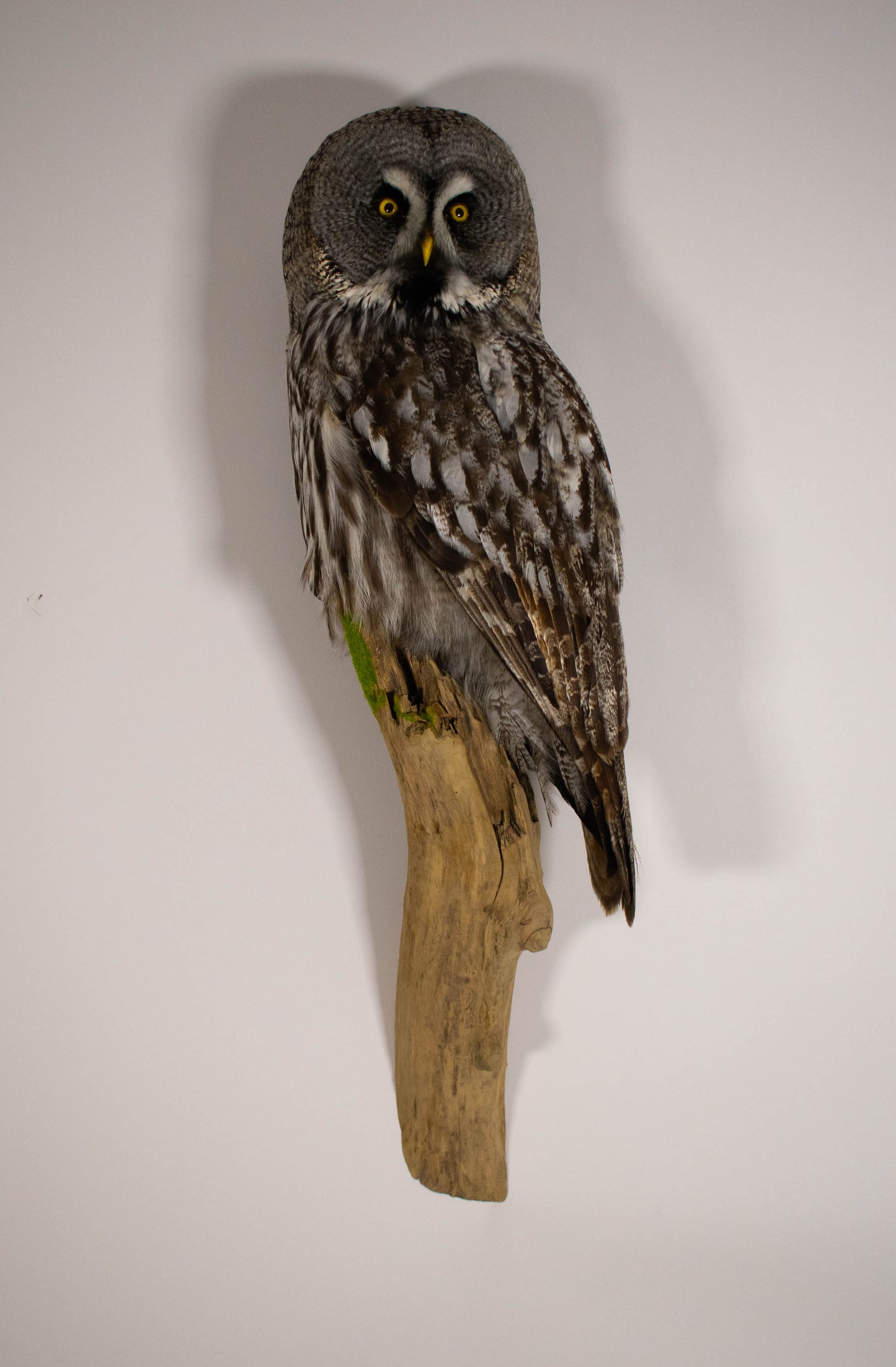 Great Gray Owl Taxidermy Wall Mount For Sale