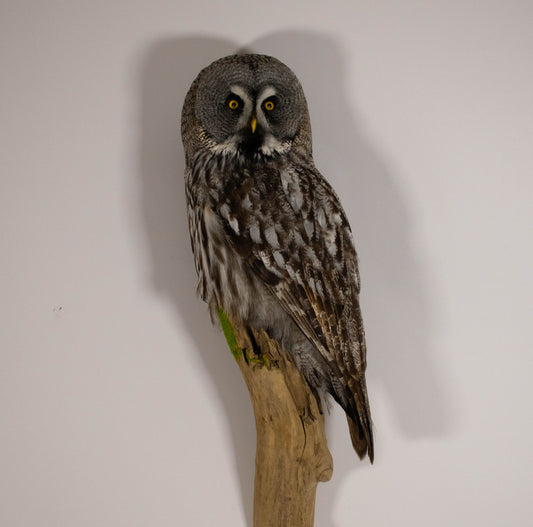 Great Gray Owl Taxidermy Wall Mount For Sale