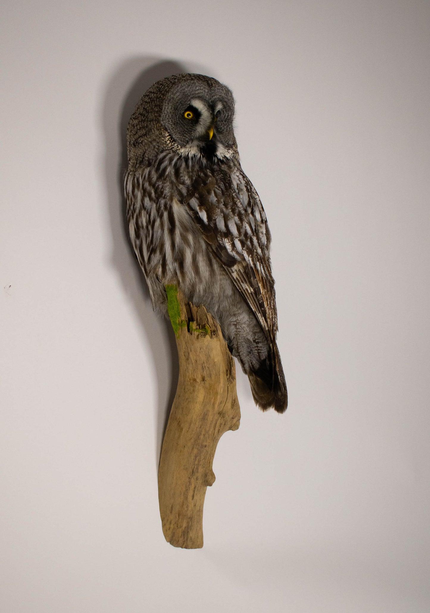 Great Gray Owl Taxidermy Wall Mount For Sale