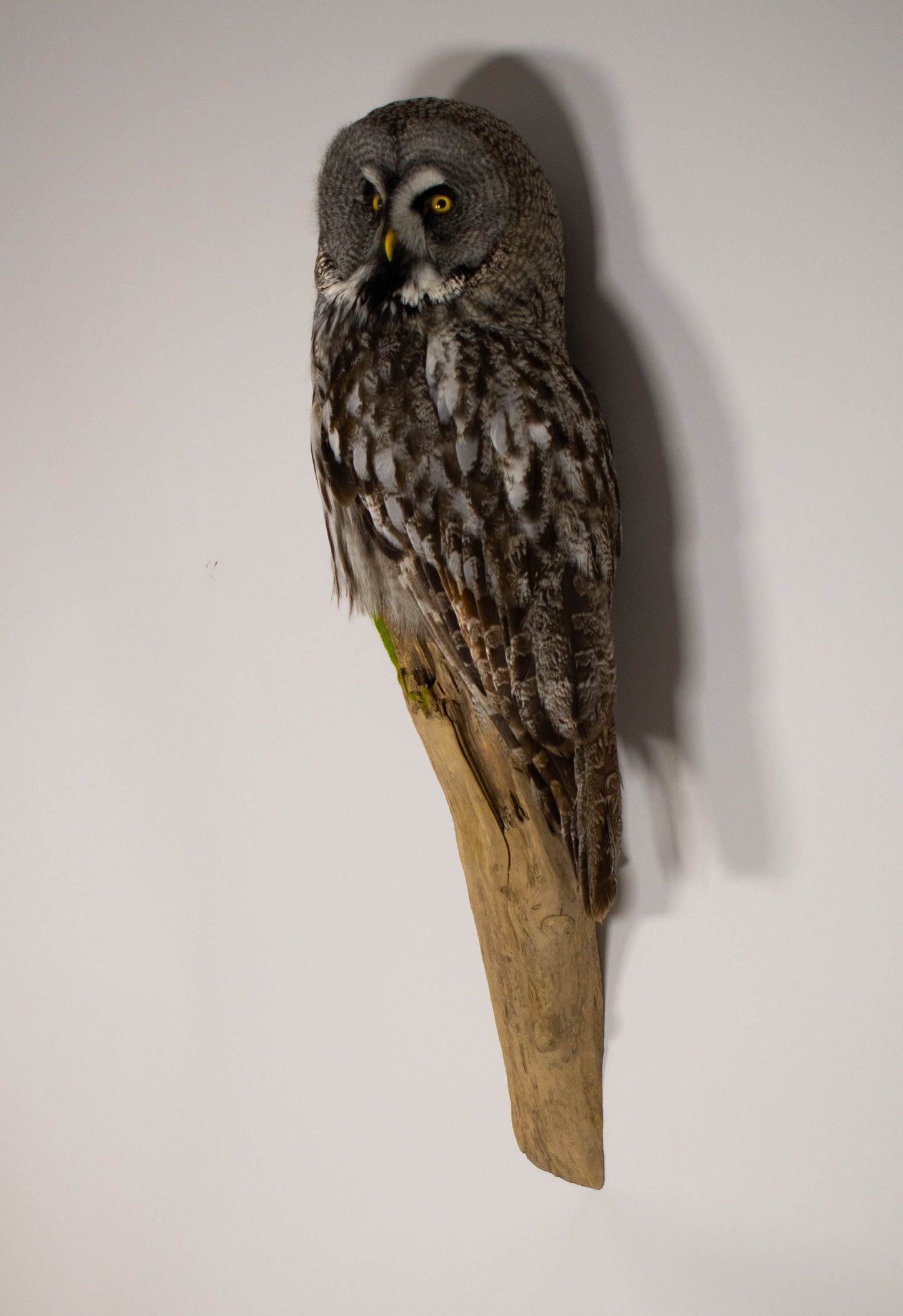 Great Gray Owl Taxidermy Wall Mount For Sale