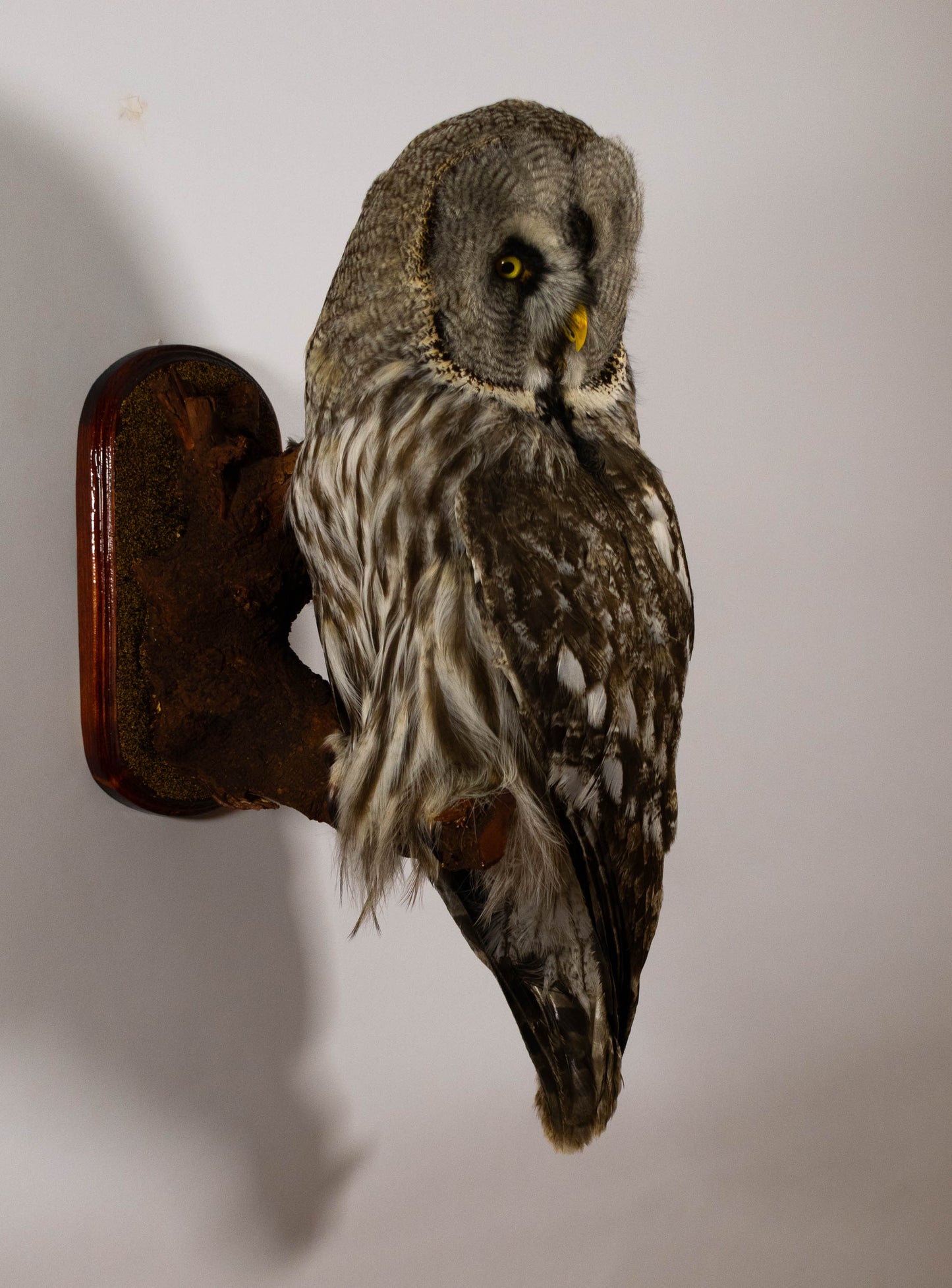 Great Gray Owl Taxidermy Wall Mount For Sale