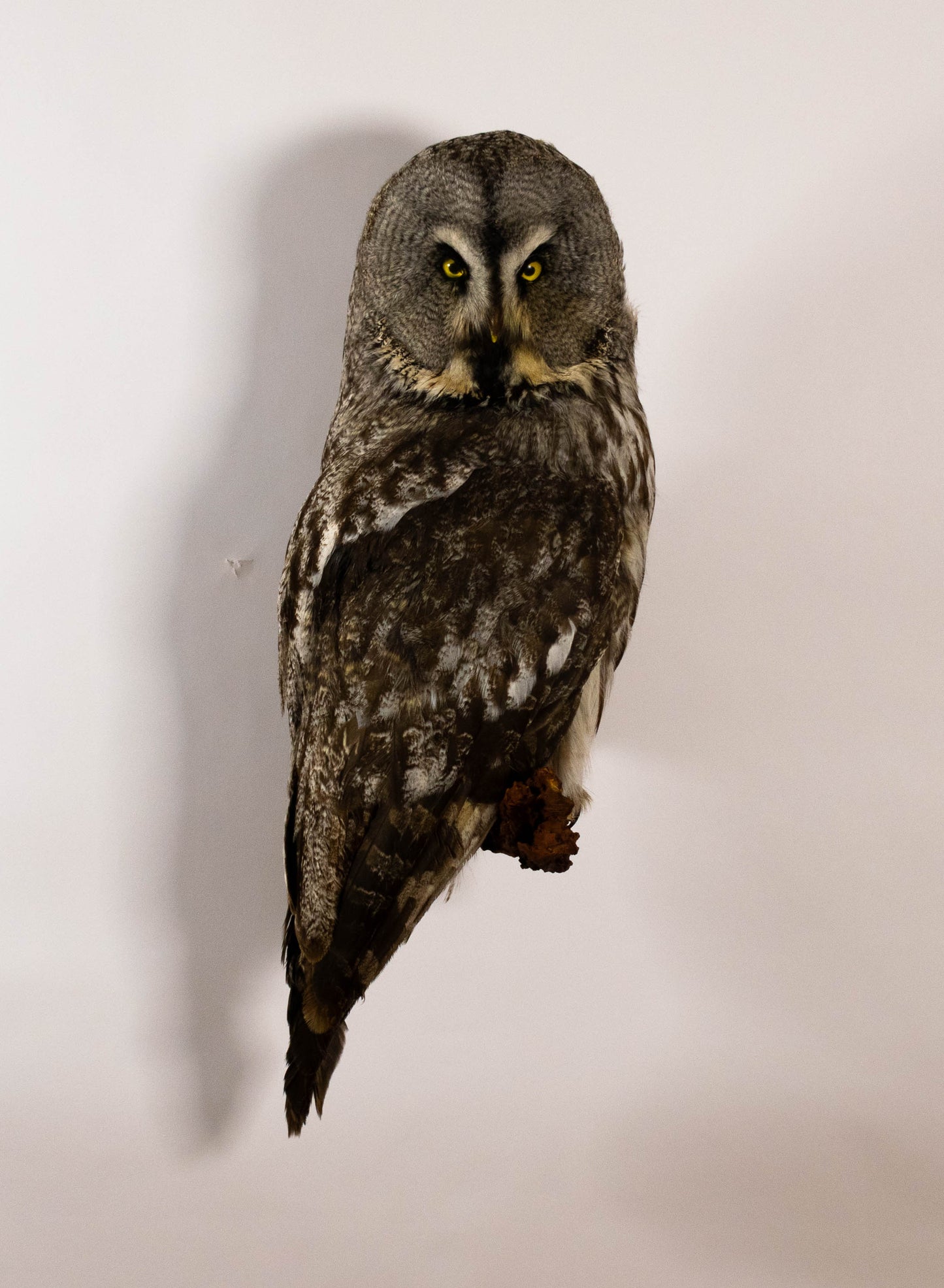 Great Gray Owl Taxidermy Wall Mount For Sale