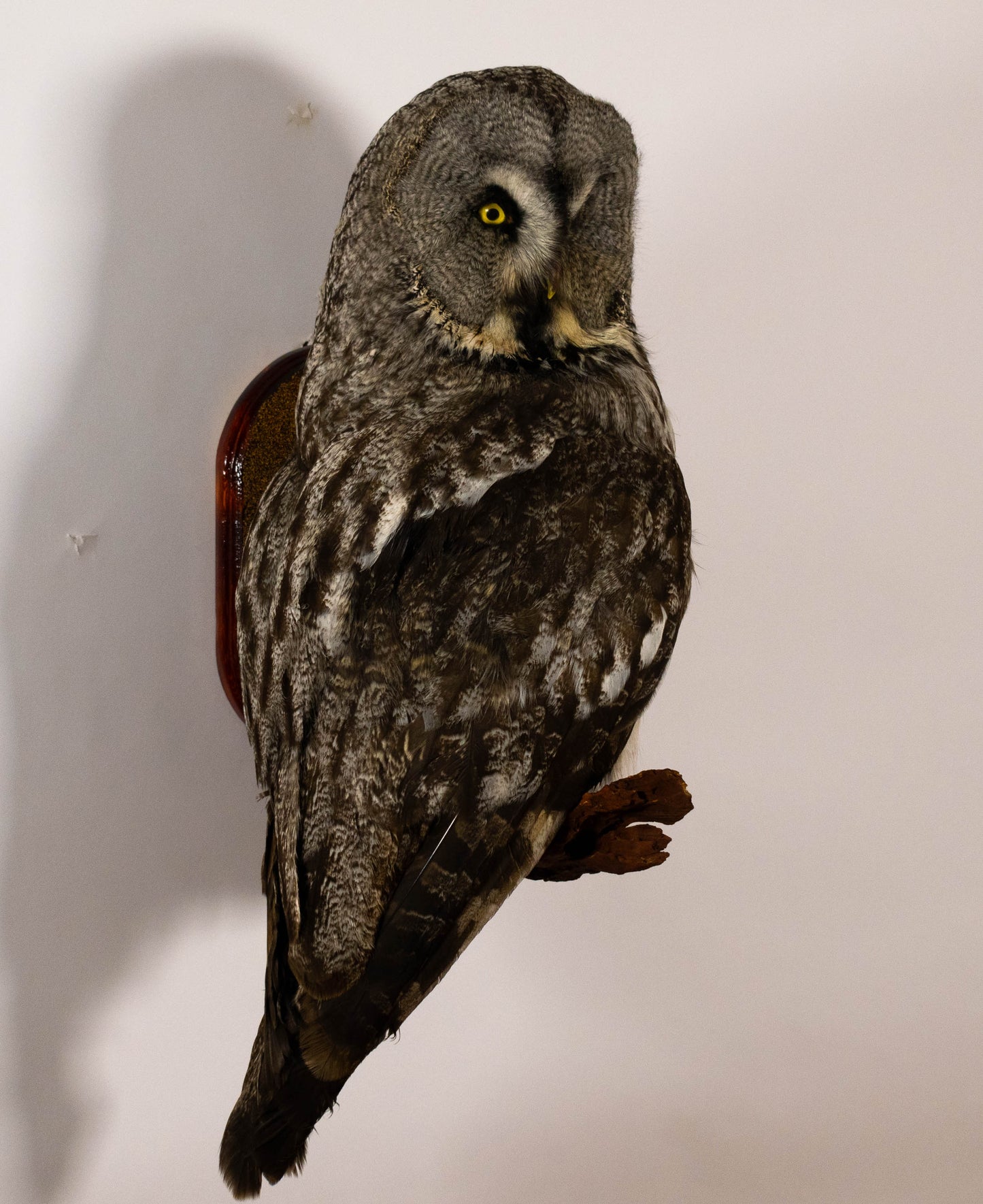 Great Gray Owl Taxidermy Wall Mount For Sale