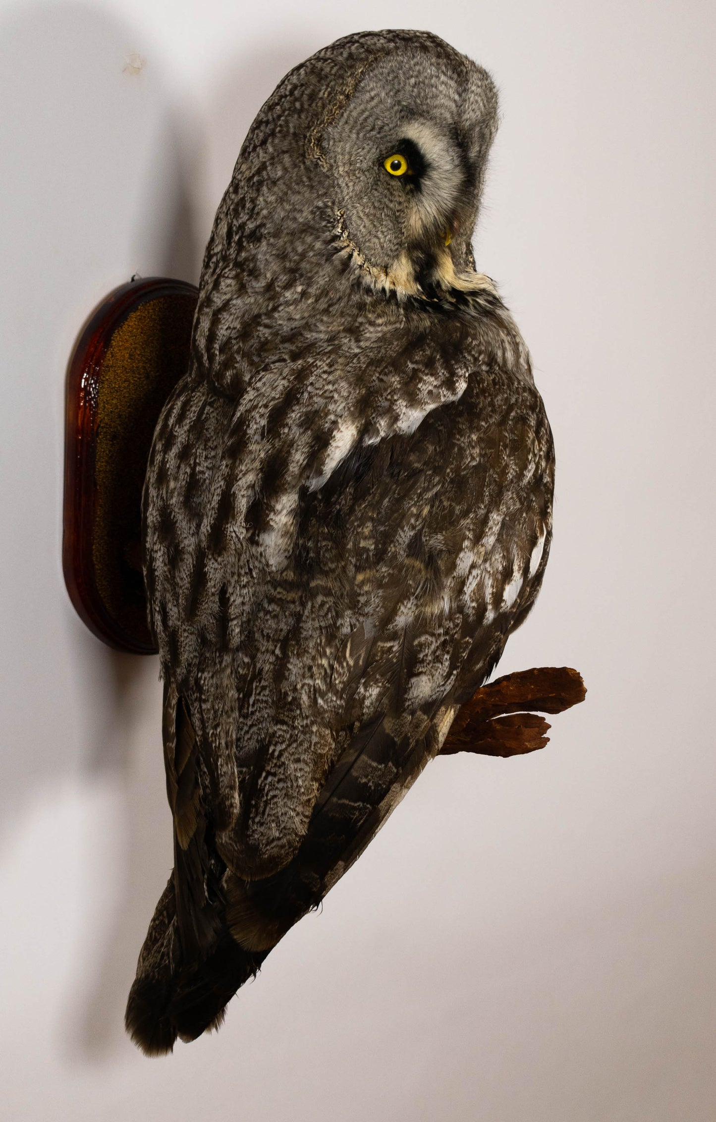 Great Gray Owl Taxidermy Wall Mount For Sale