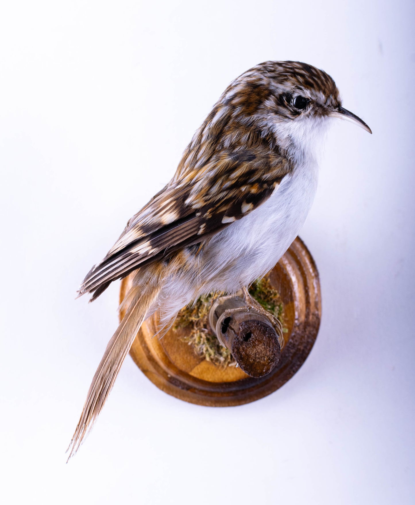 Treecreeper Taxidermy Wall Mount For Sale