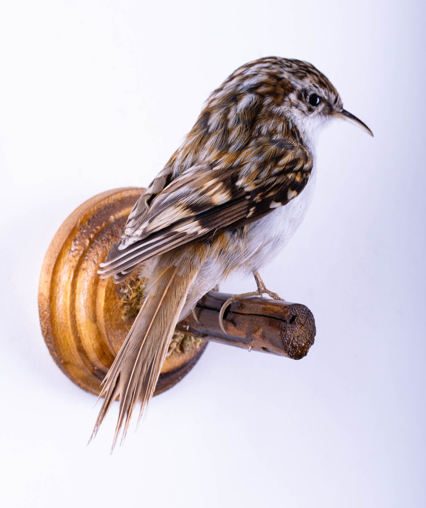 Treecreeper Taxidermy Wall Mount For Sale