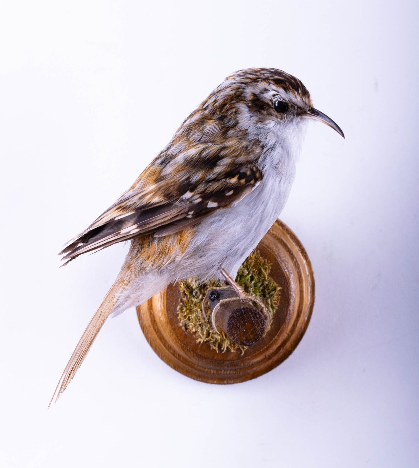 Treecreeper Taxidermy Wall Mount For Sale