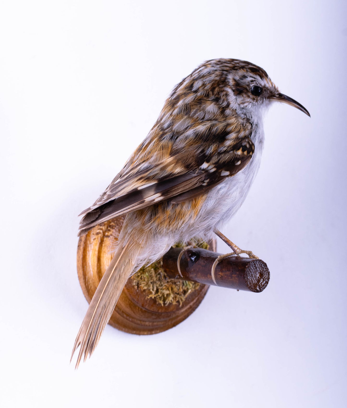 Treecreeper Taxidermy Wall Mount For Sale