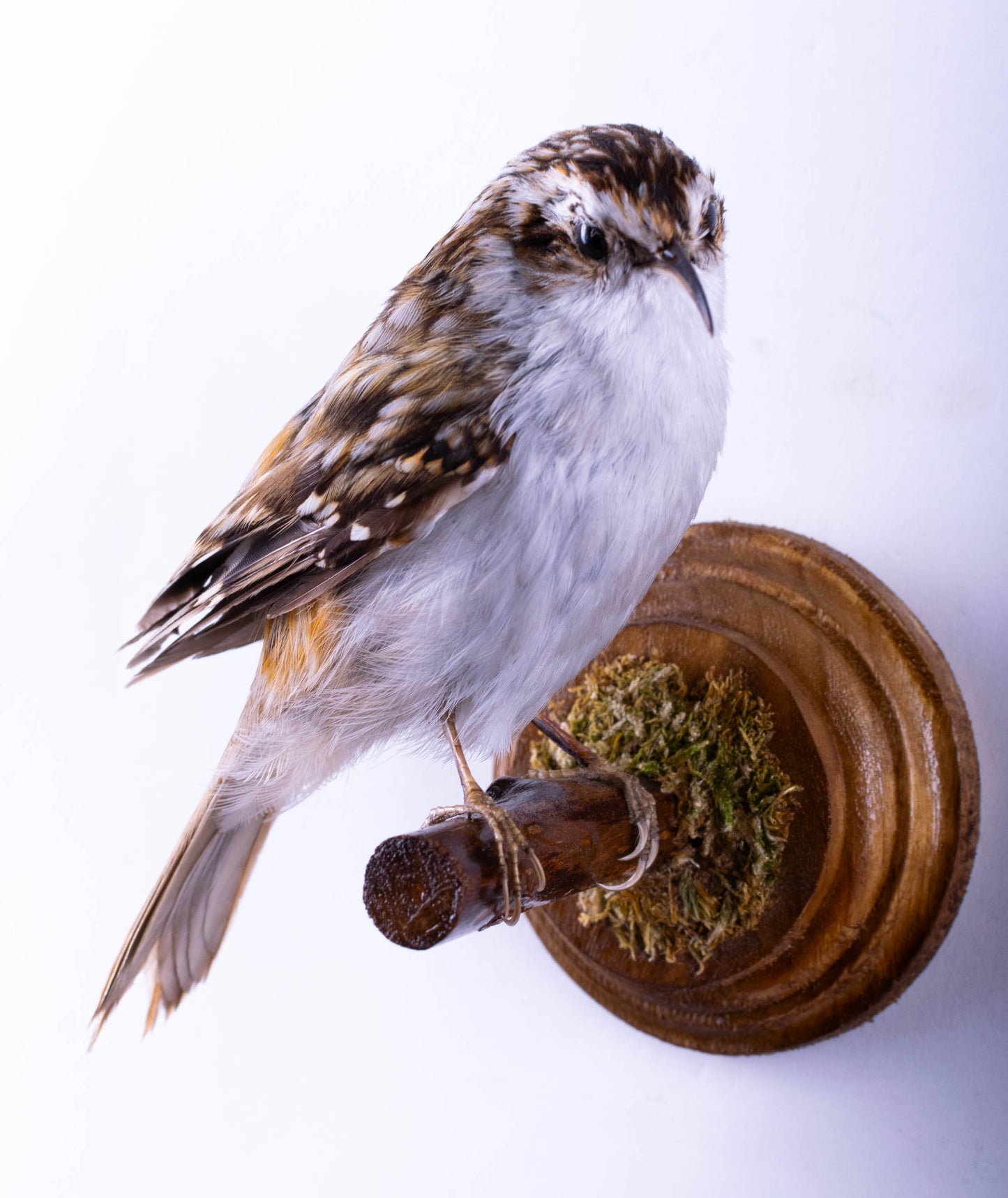 Treecreeper Taxidermy Wall Mount For Sale