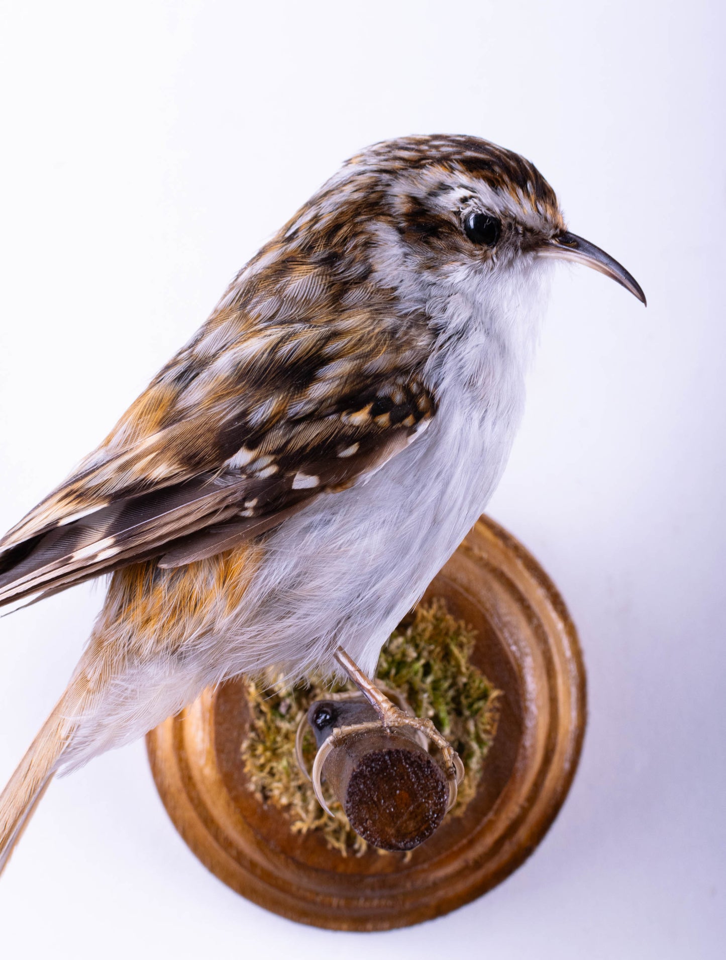 Treecreeper Taxidermy Wall Mount For Sale