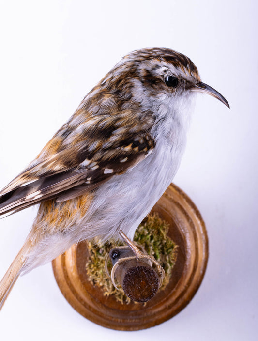 Treecreeper Taxidermy Wall Mount For Sale