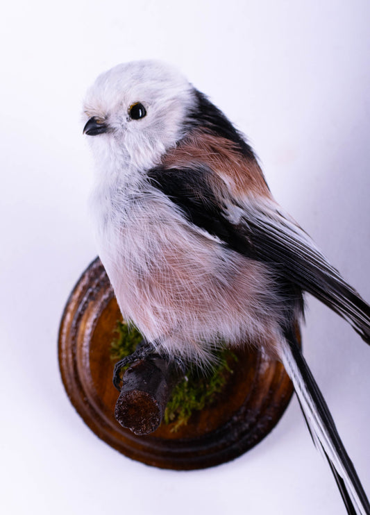 Long-tailed Bushtit Taxidermy Wall Mount For Sale