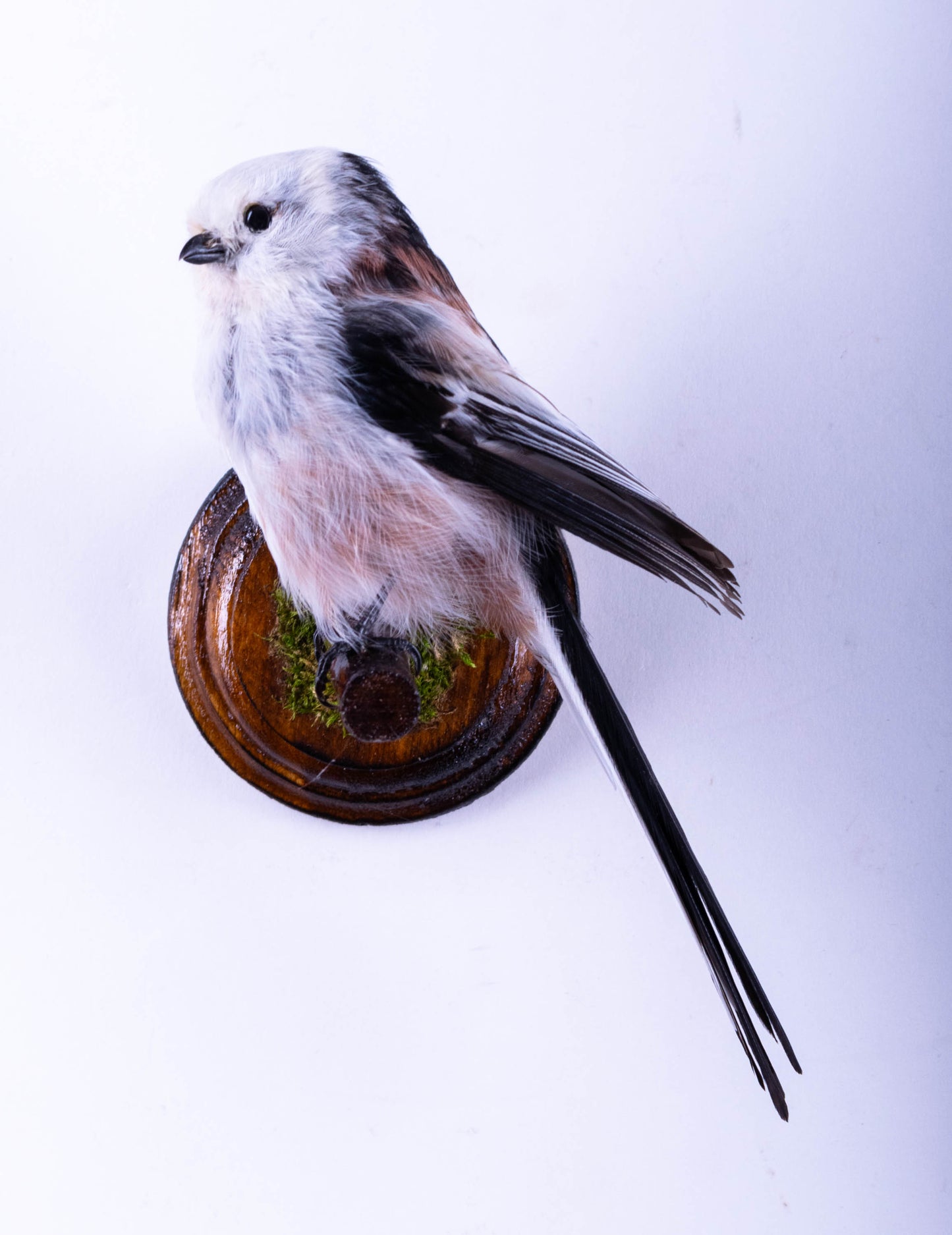 Long-tailed Bushtit Taxidermy Wall Mount For Sale