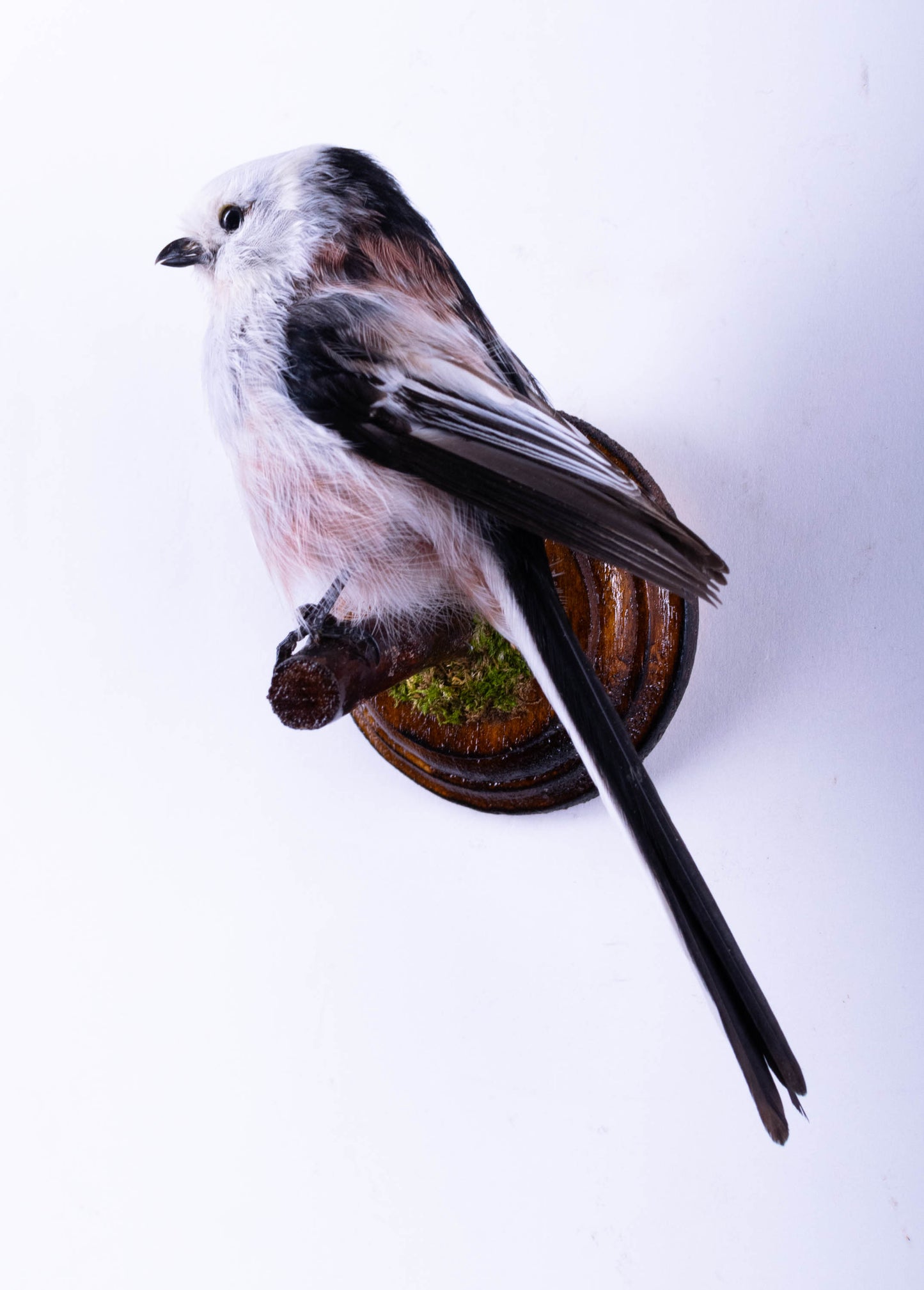 Long-tailed Bushtit Taxidermy Wall Mount For Sale
