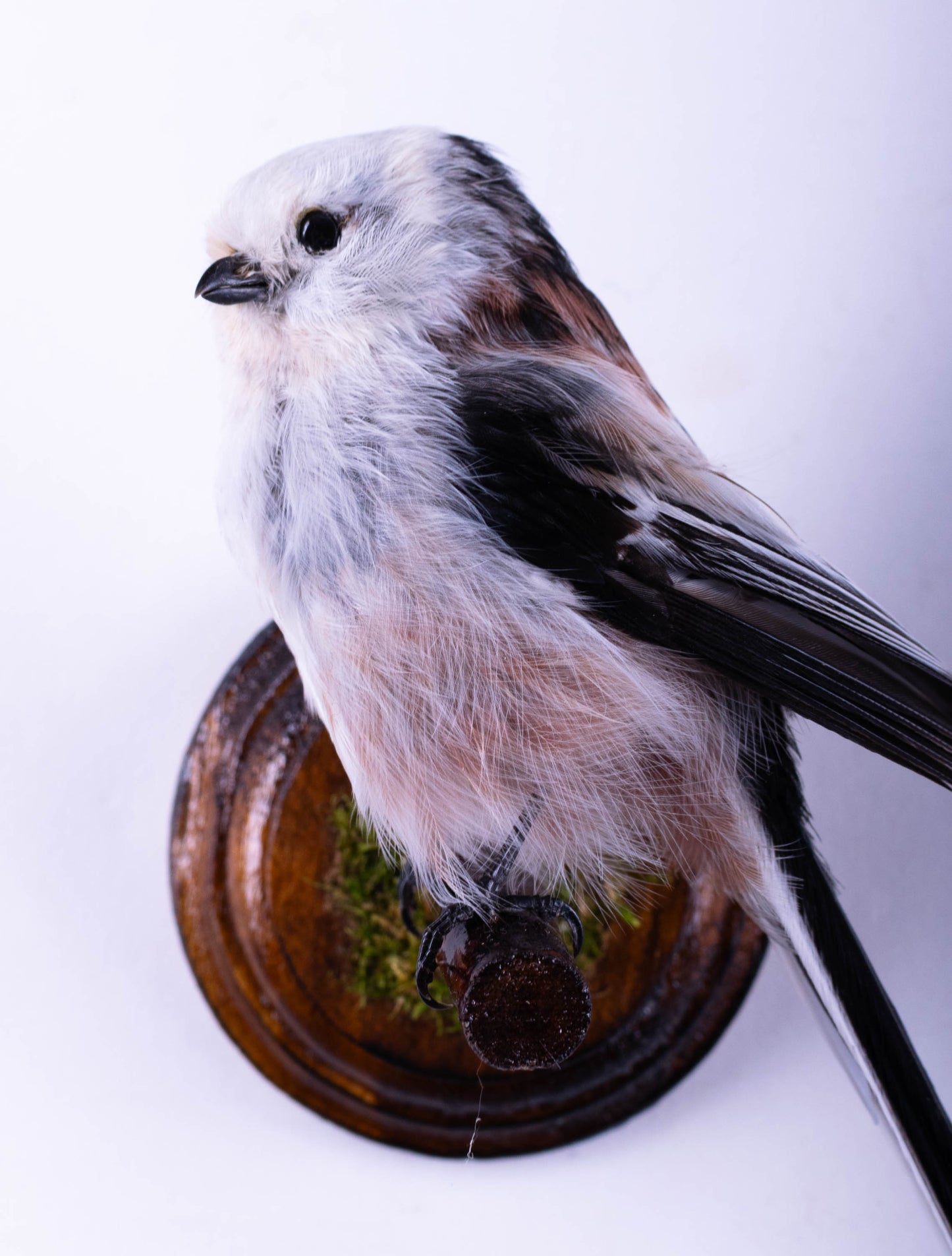Long-tailed Bushtit Taxidermy Wall Mount For Sale