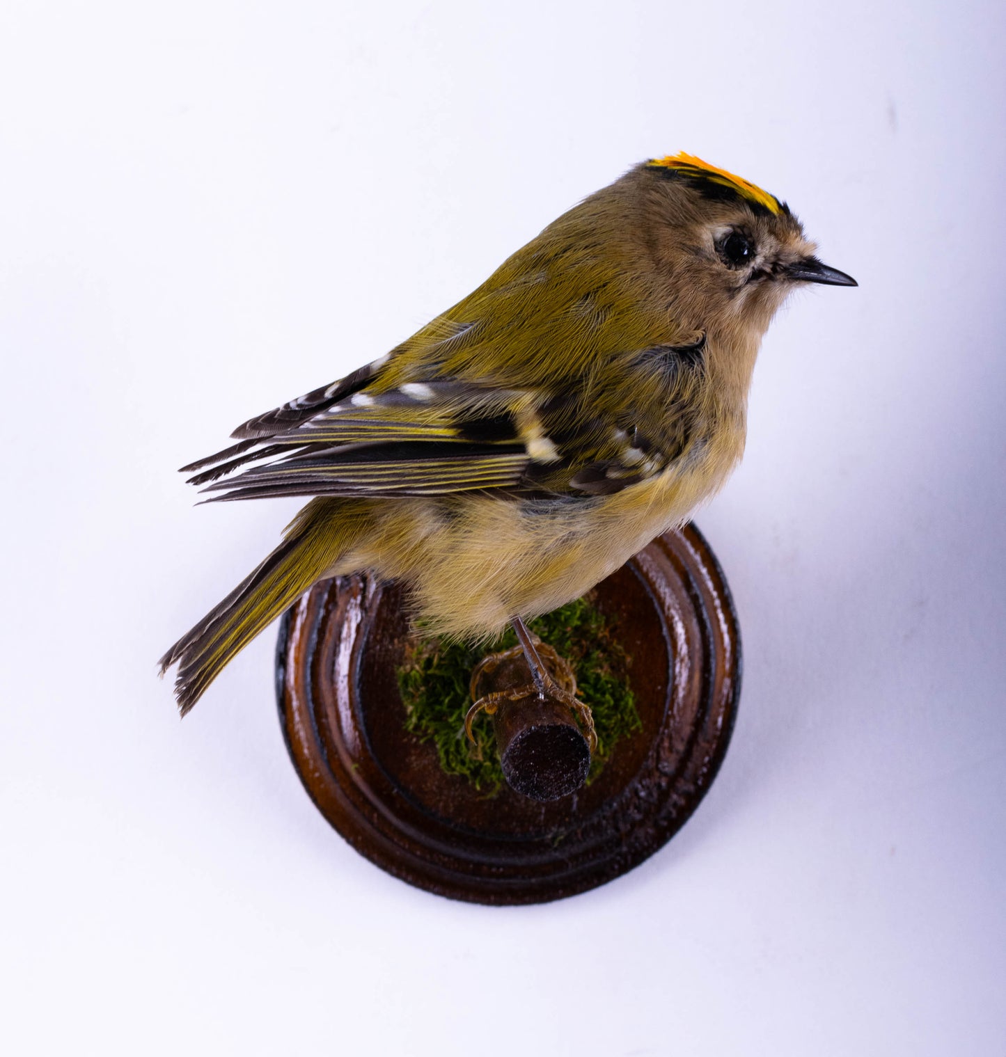 Goldcrest Taxidermy Wall Mount For Sale