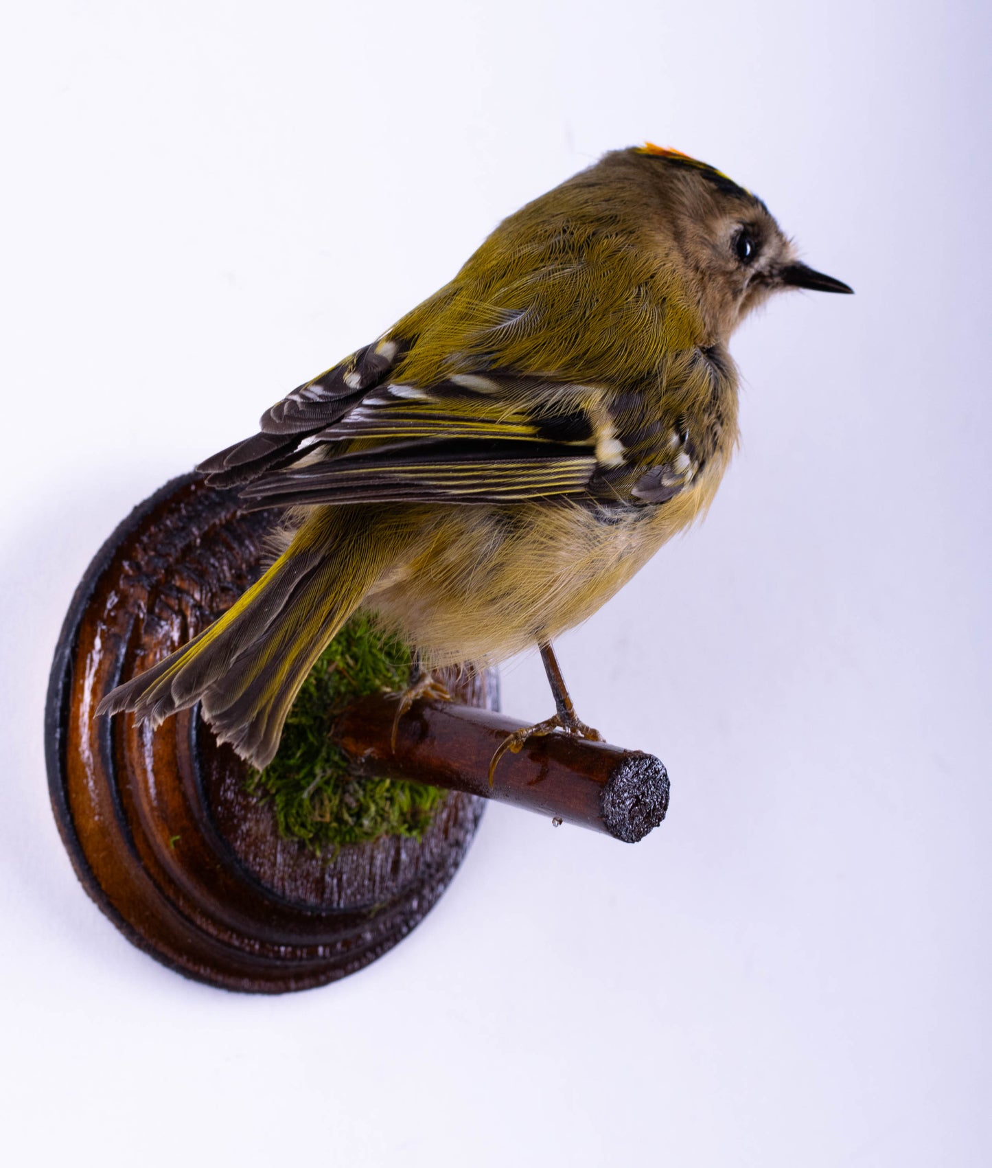 Goldcrest Taxidermy Wall Mount For Sale