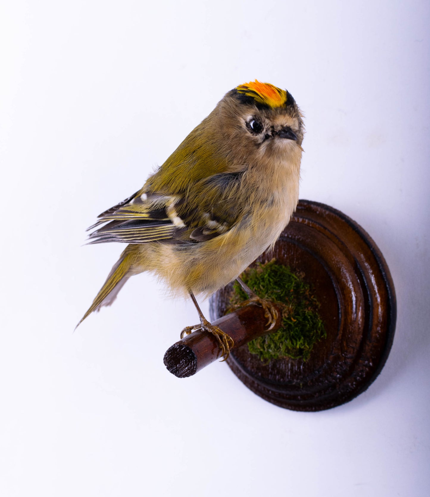 Goldcrest Taxidermy Wall Mount For Sale