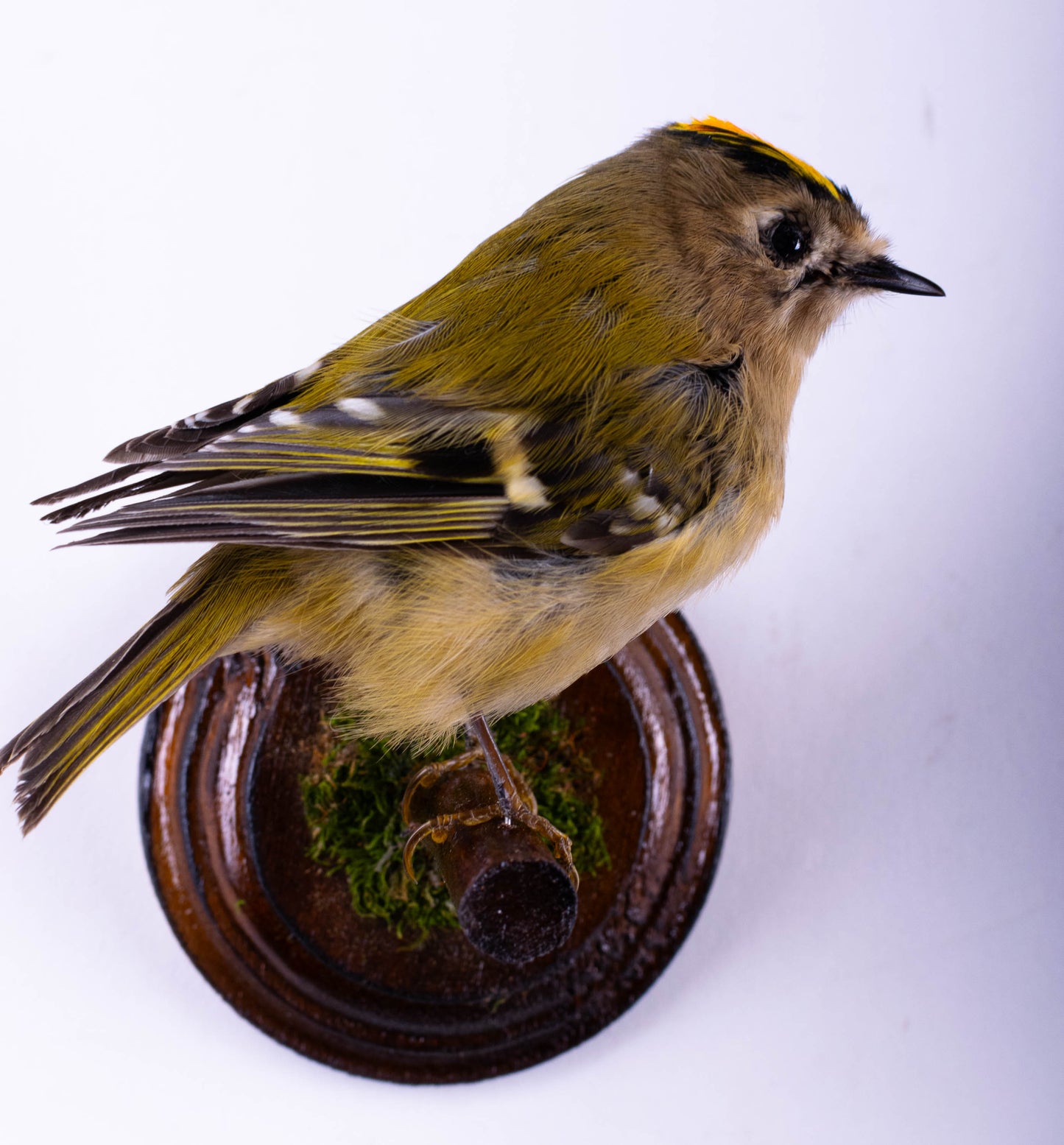 Goldcrest Taxidermy Wall Mount For Sale