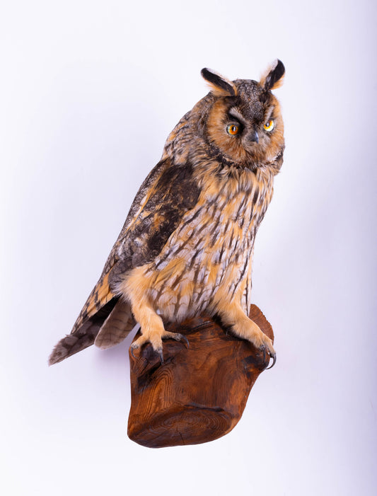 Taxidermy Owl Wall Mount