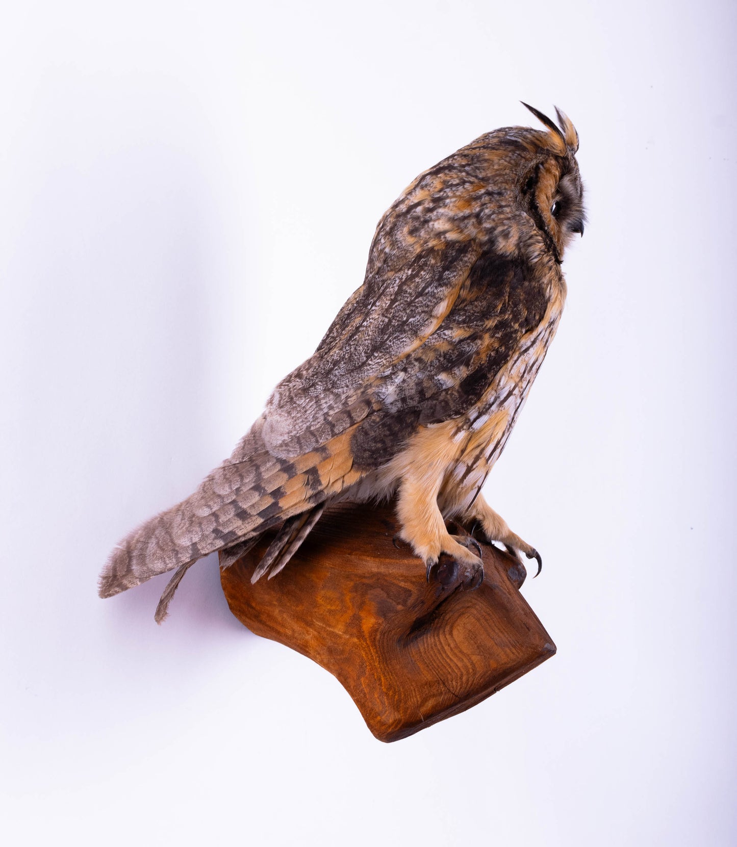 Taxidermy Owl Wall Mount