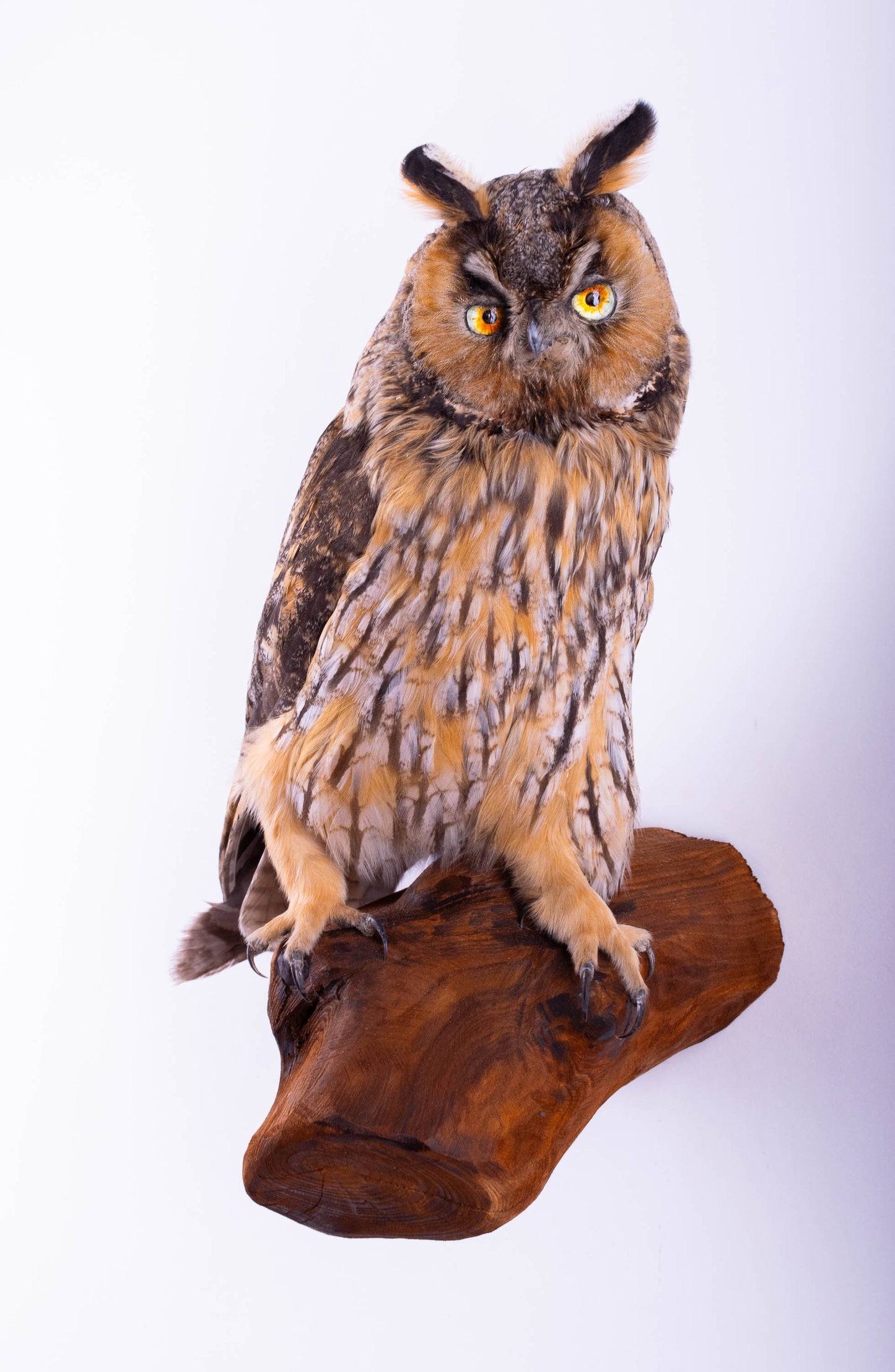 Taxidermy Owl Wall Mount