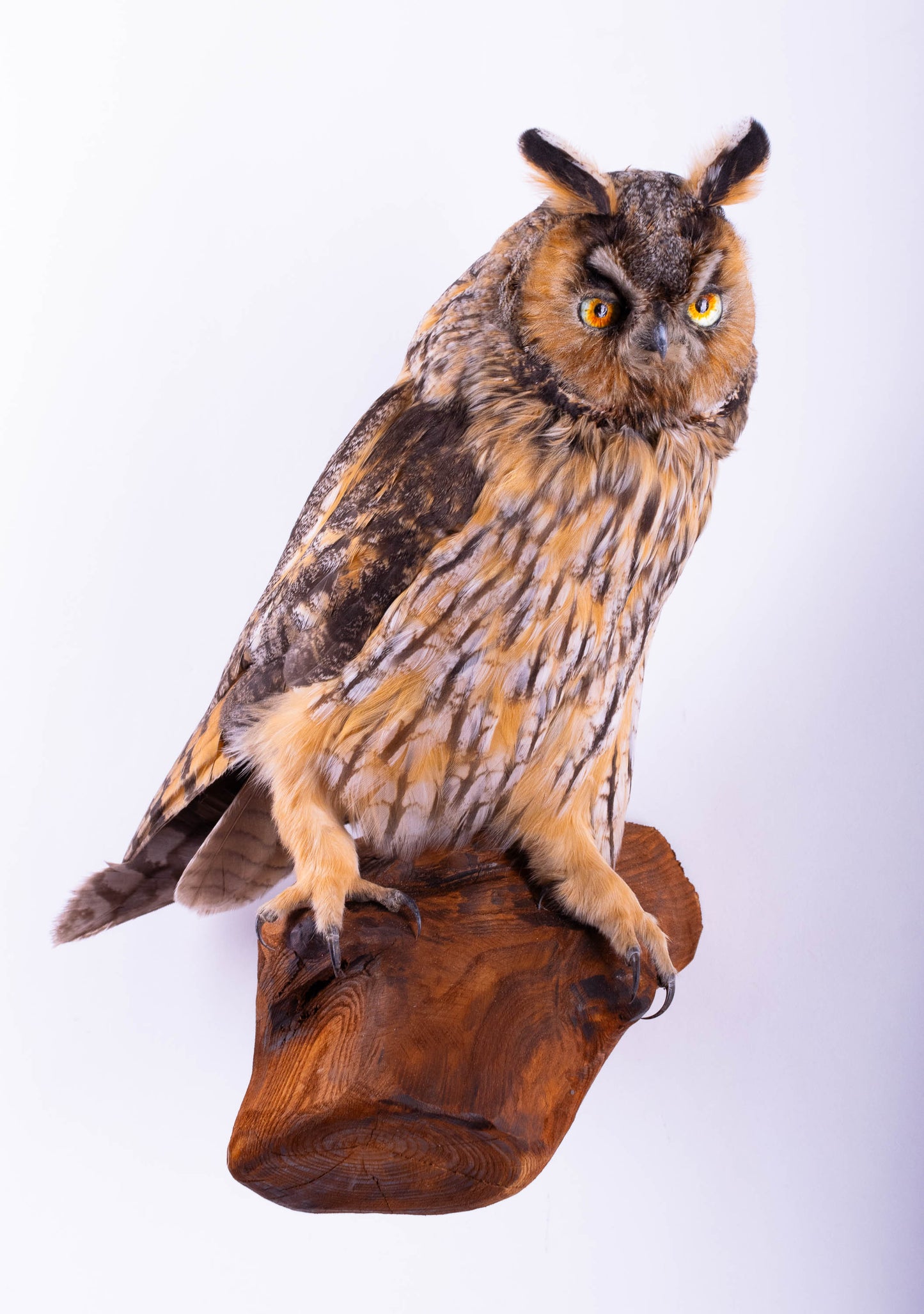 Taxidermy Owl Wall Mount