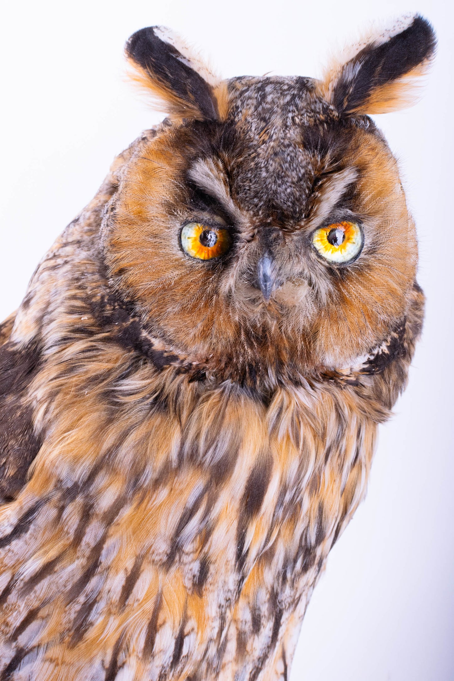 Taxidermy Owl Wall Mount