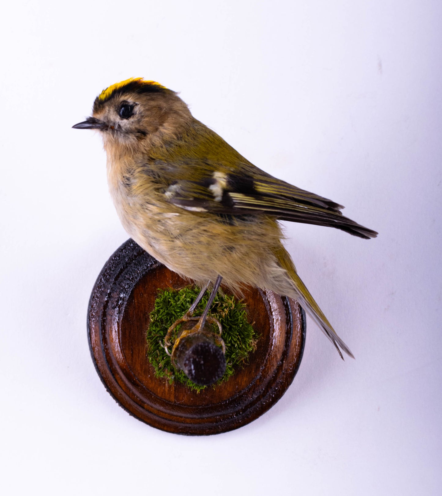 Goldcrest Taxidermy Wall Mount For Sale