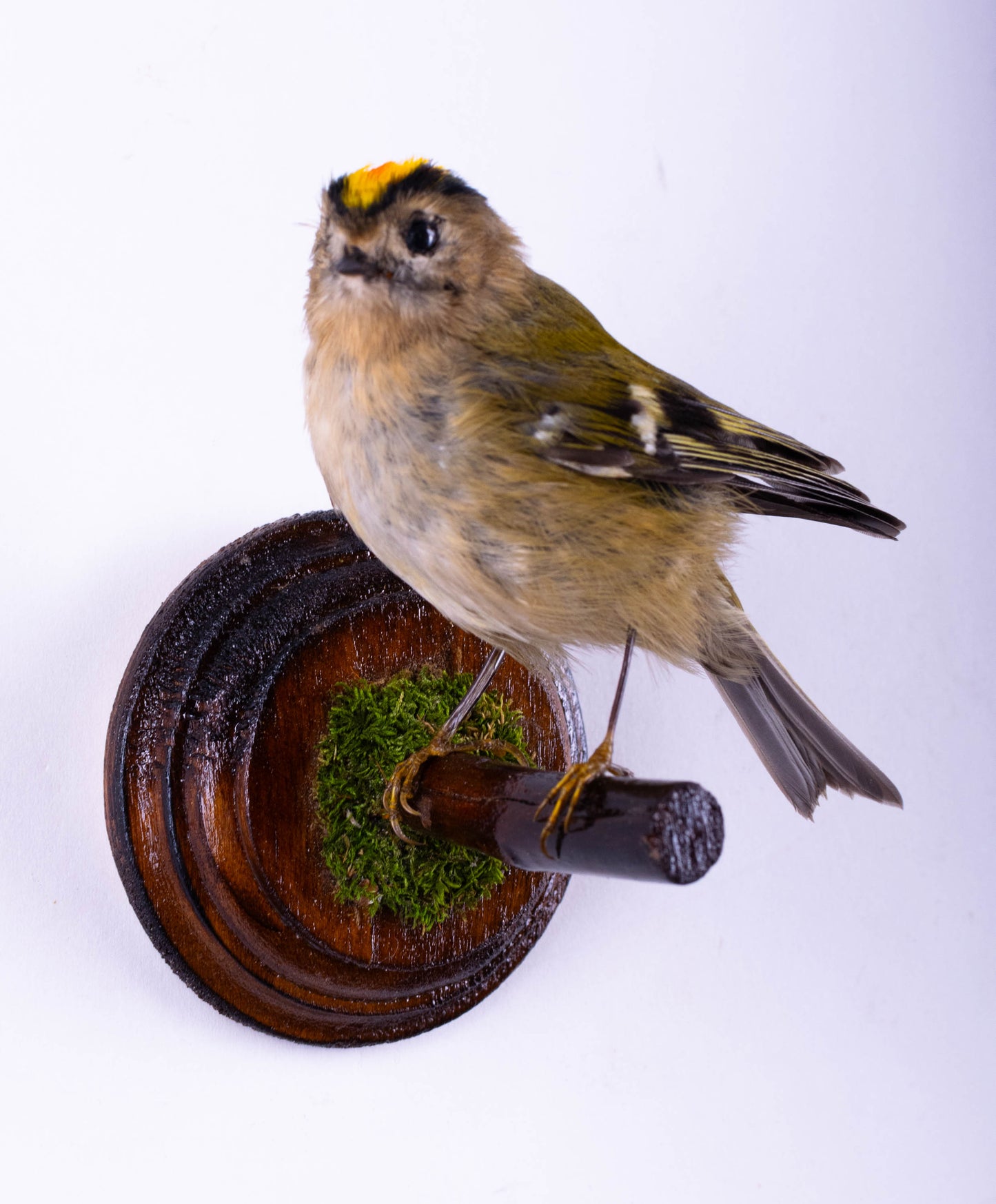 Goldcrest Taxidermy Wall Mount For Sale