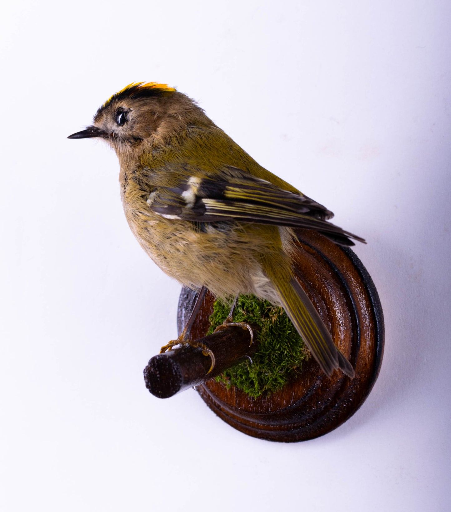 Goldcrest Taxidermy Wall Mount For Sale