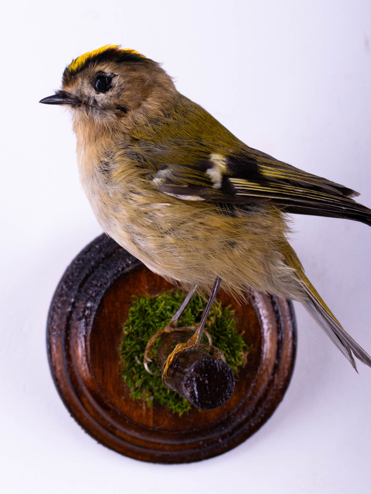 Goldcrest Taxidermy Wall Mount For Sale