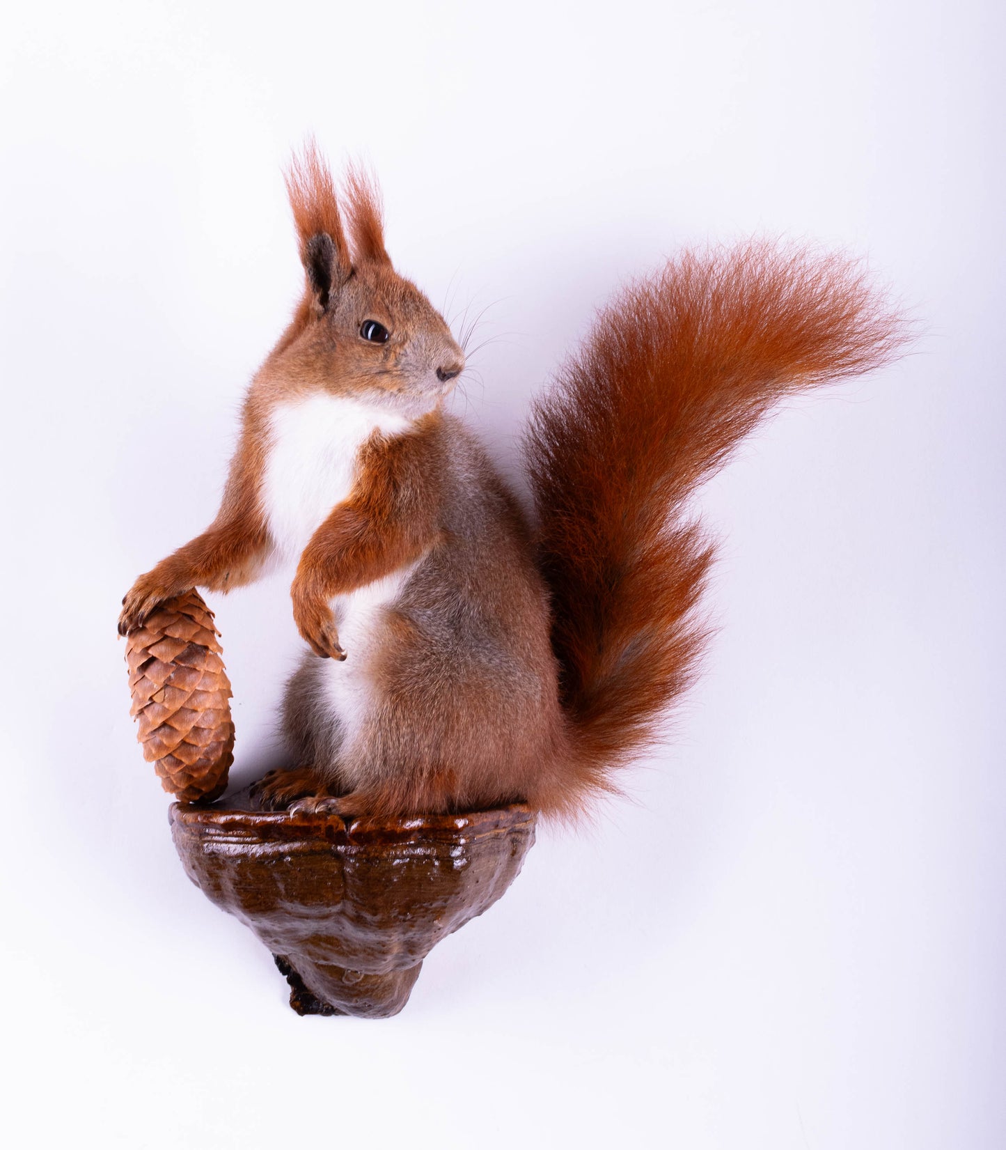 Squirrel Taxidermy Wall Mount For Sale
