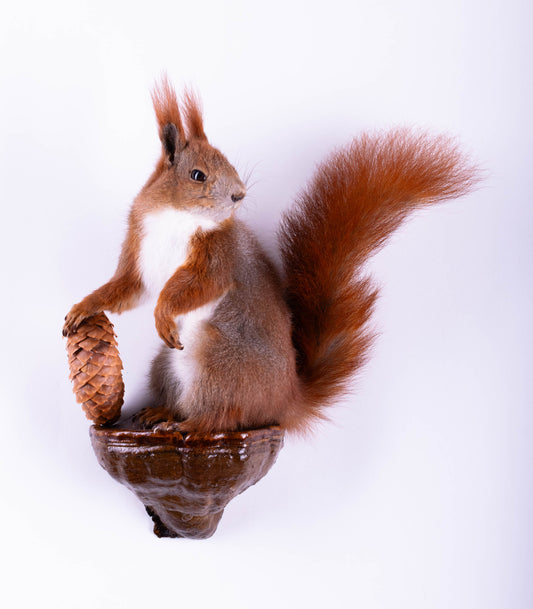 Squirrel Taxidermy Wall Mount For Sale