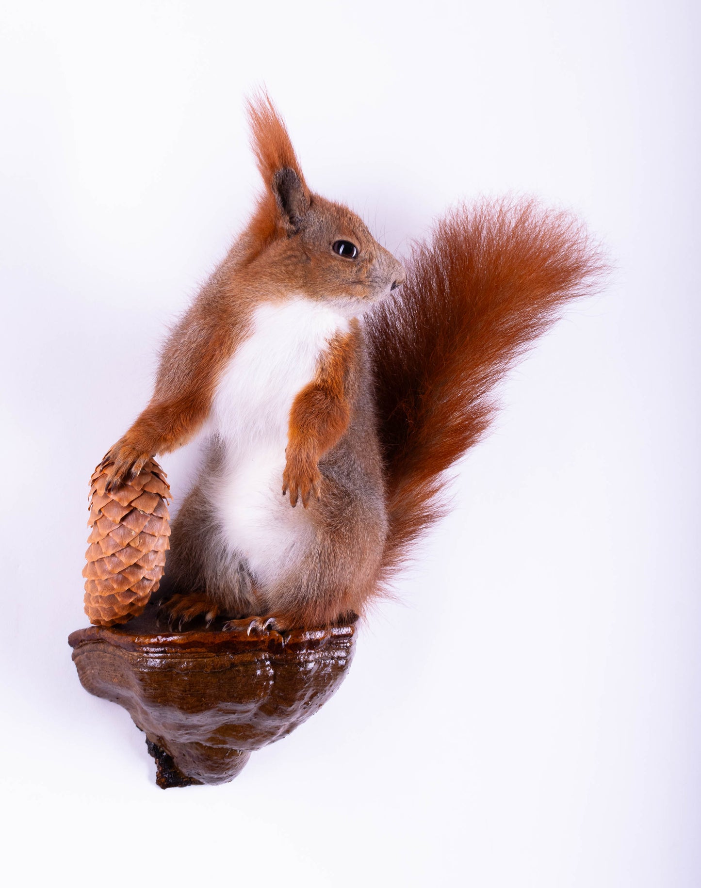 Squirrel Taxidermy Wall Mount For Sale