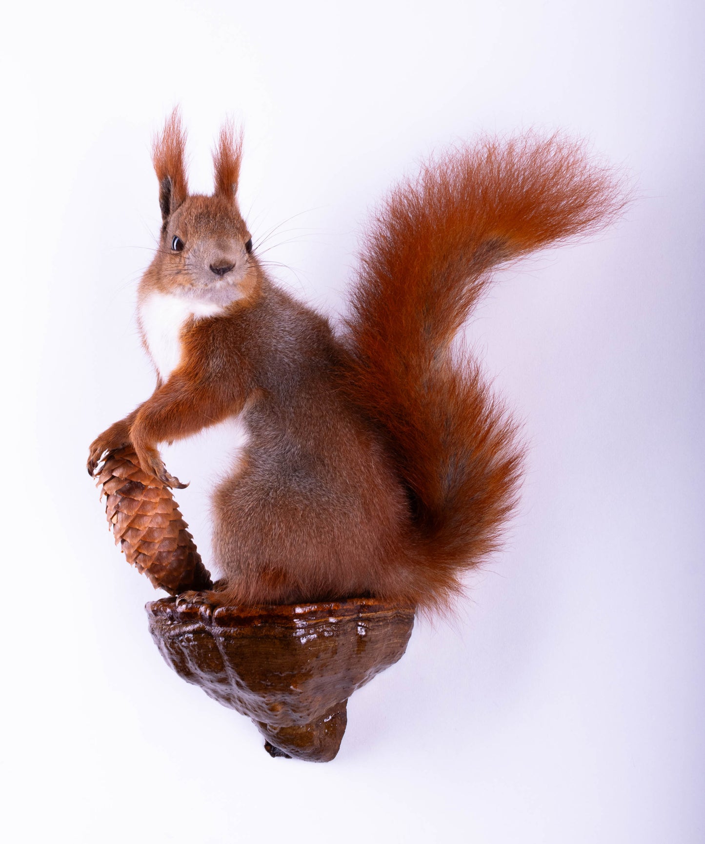Squirrel Taxidermy Wall Mount For Sale