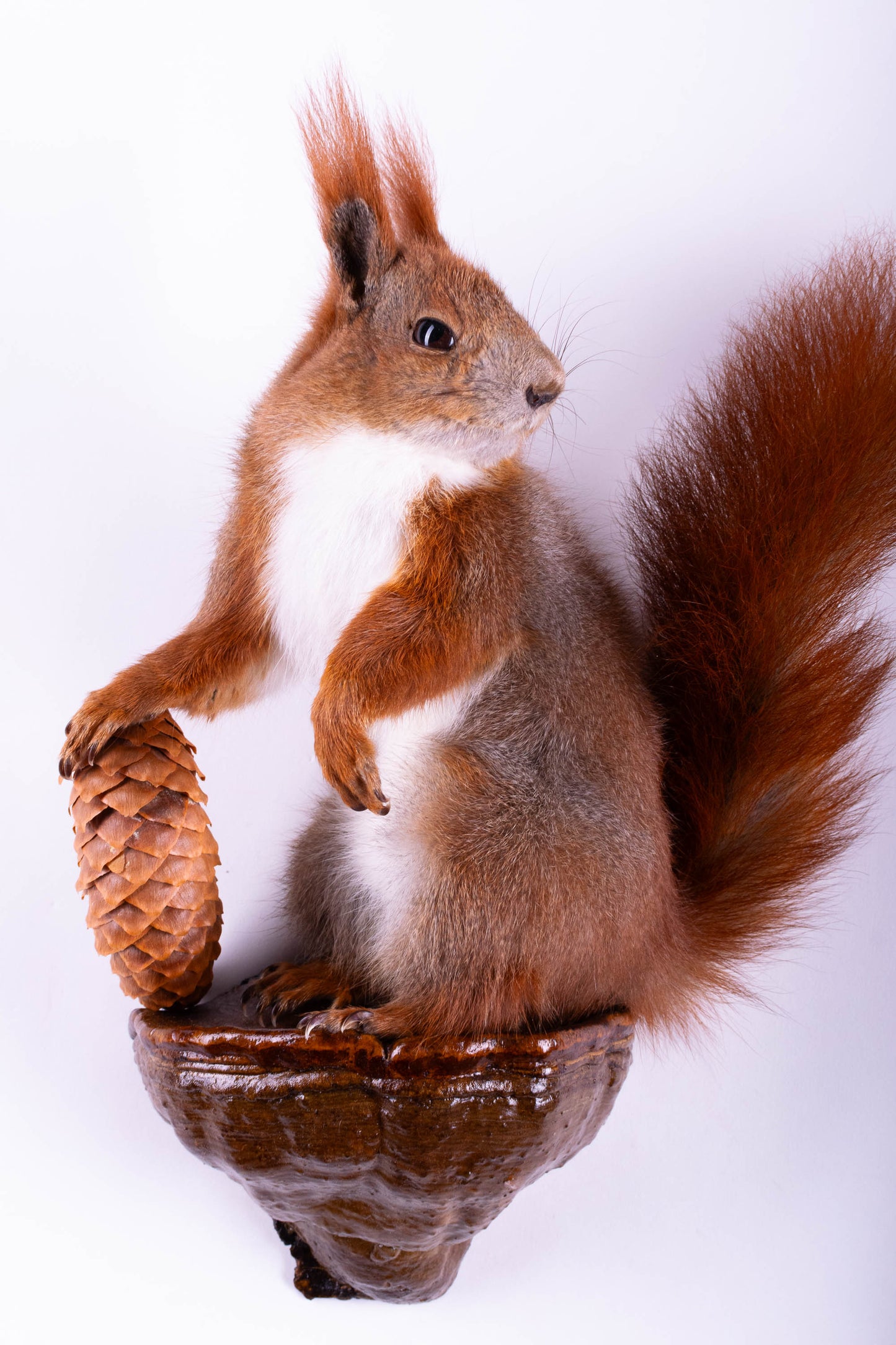 Squirrel Taxidermy Wall Mount For Sale