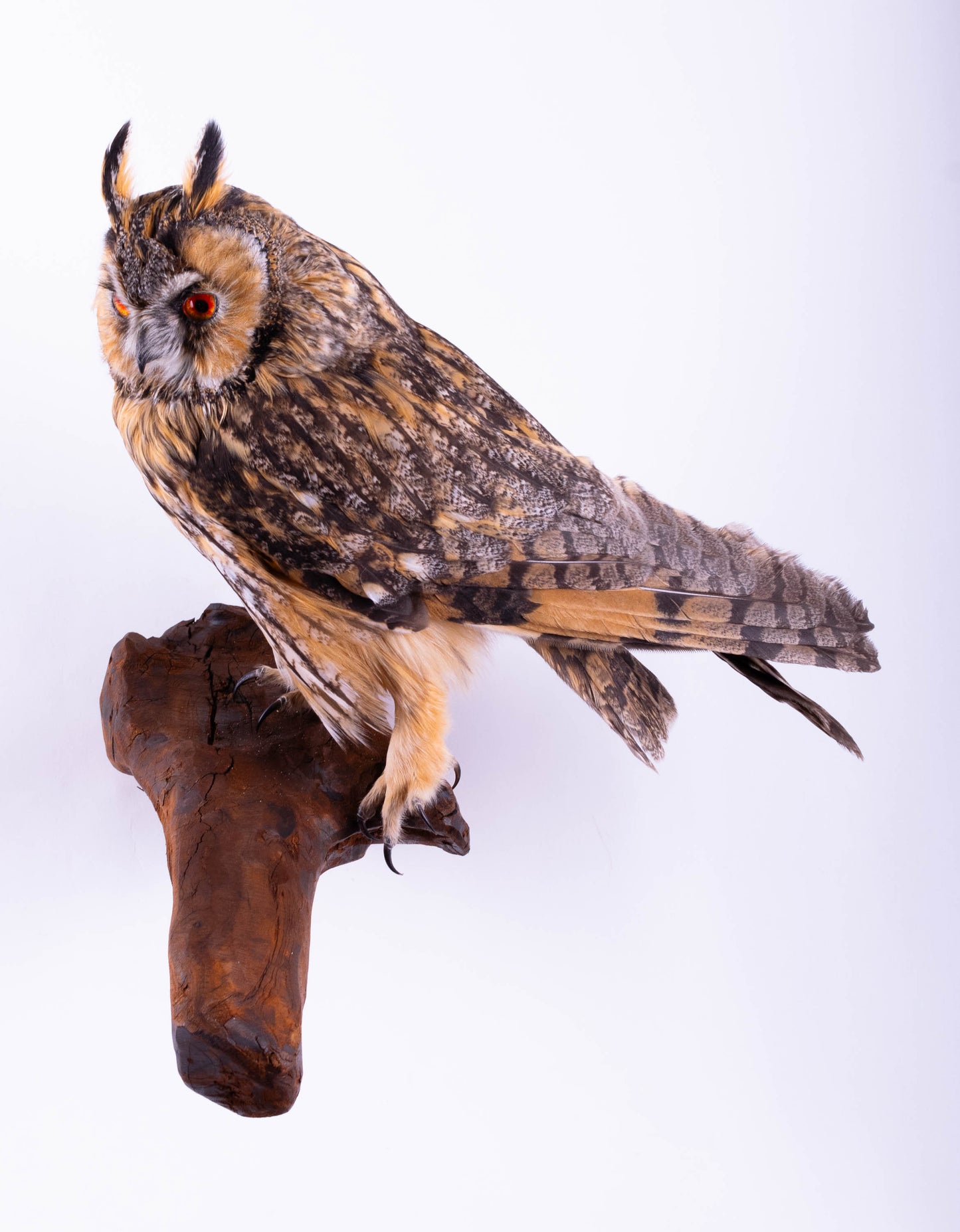 Long-eared Owl Taxidermy Wall Mount For Sale