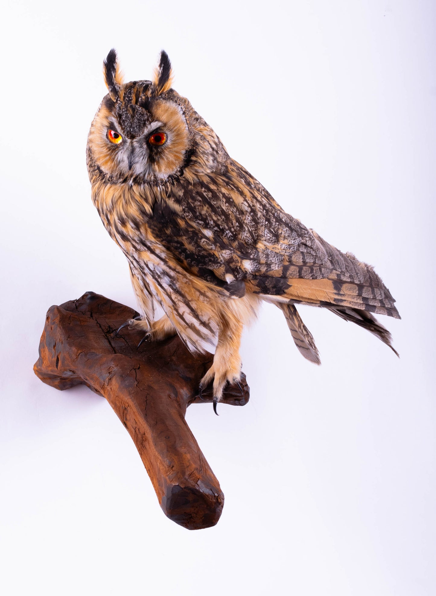 Long-eared Owl Taxidermy Wall Mount For Sale