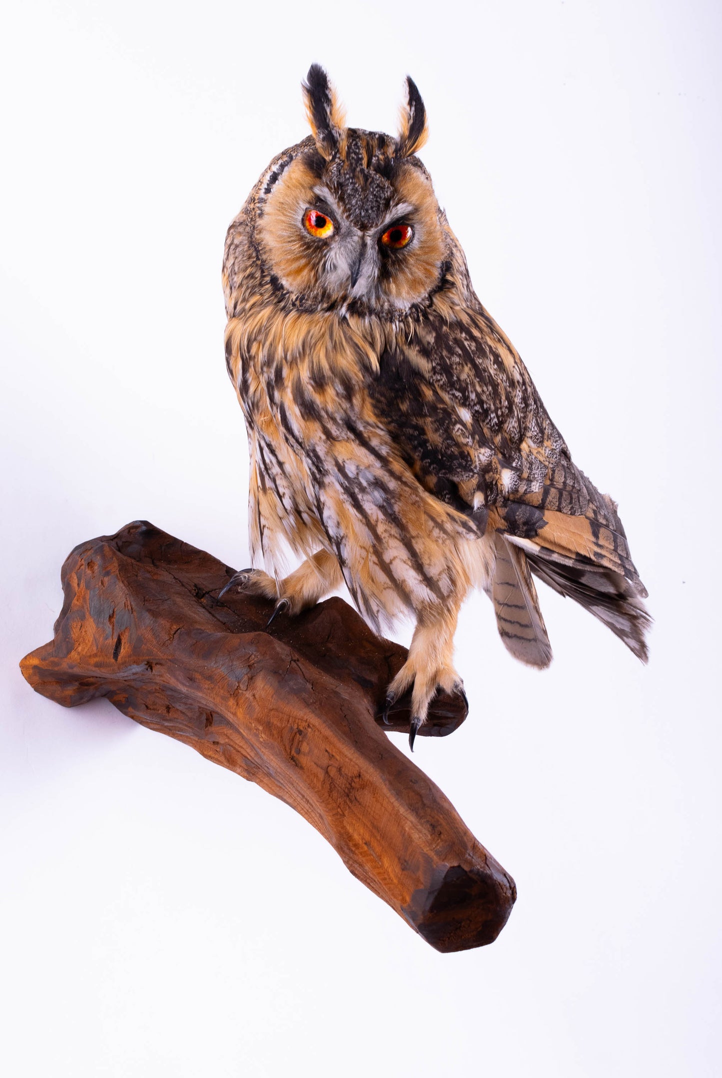 Long-eared Owl Taxidermy Wall Mount For Sale