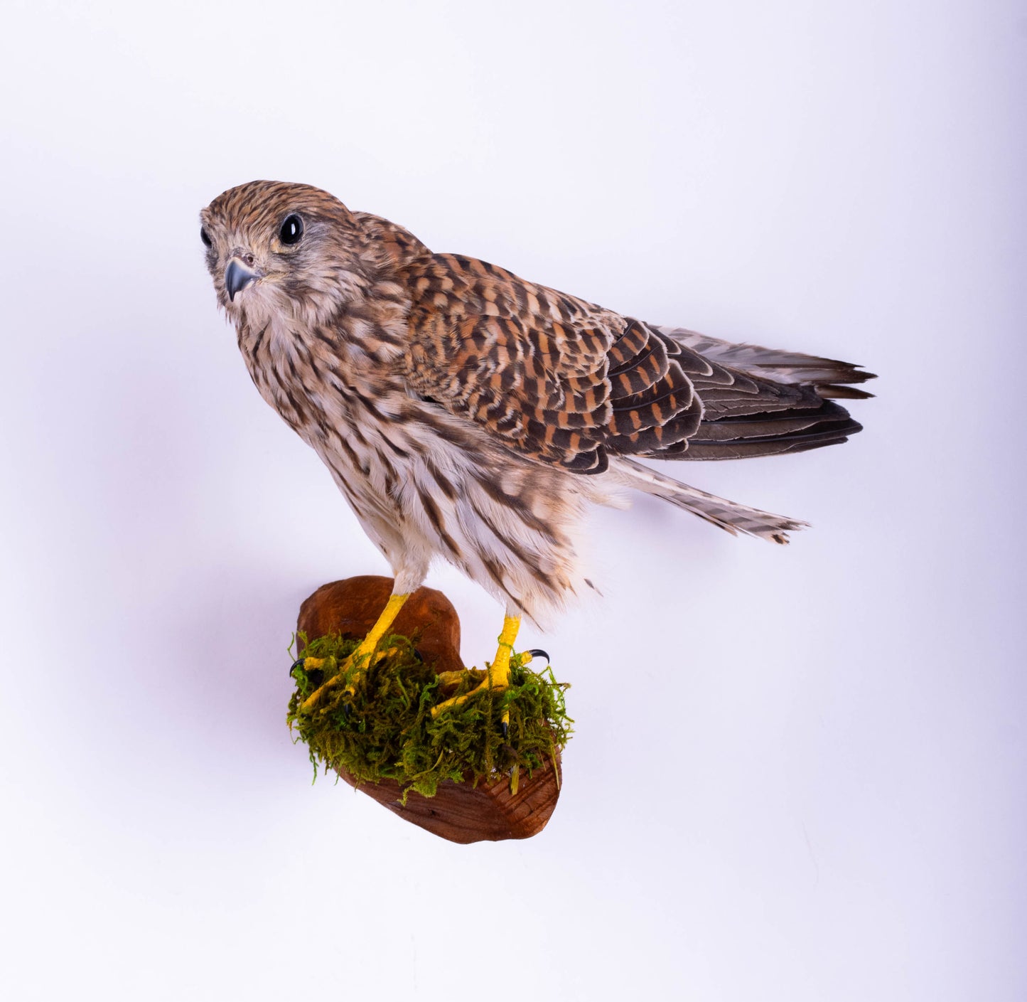 Kestrel Falcon Taxidermy Wall Mount