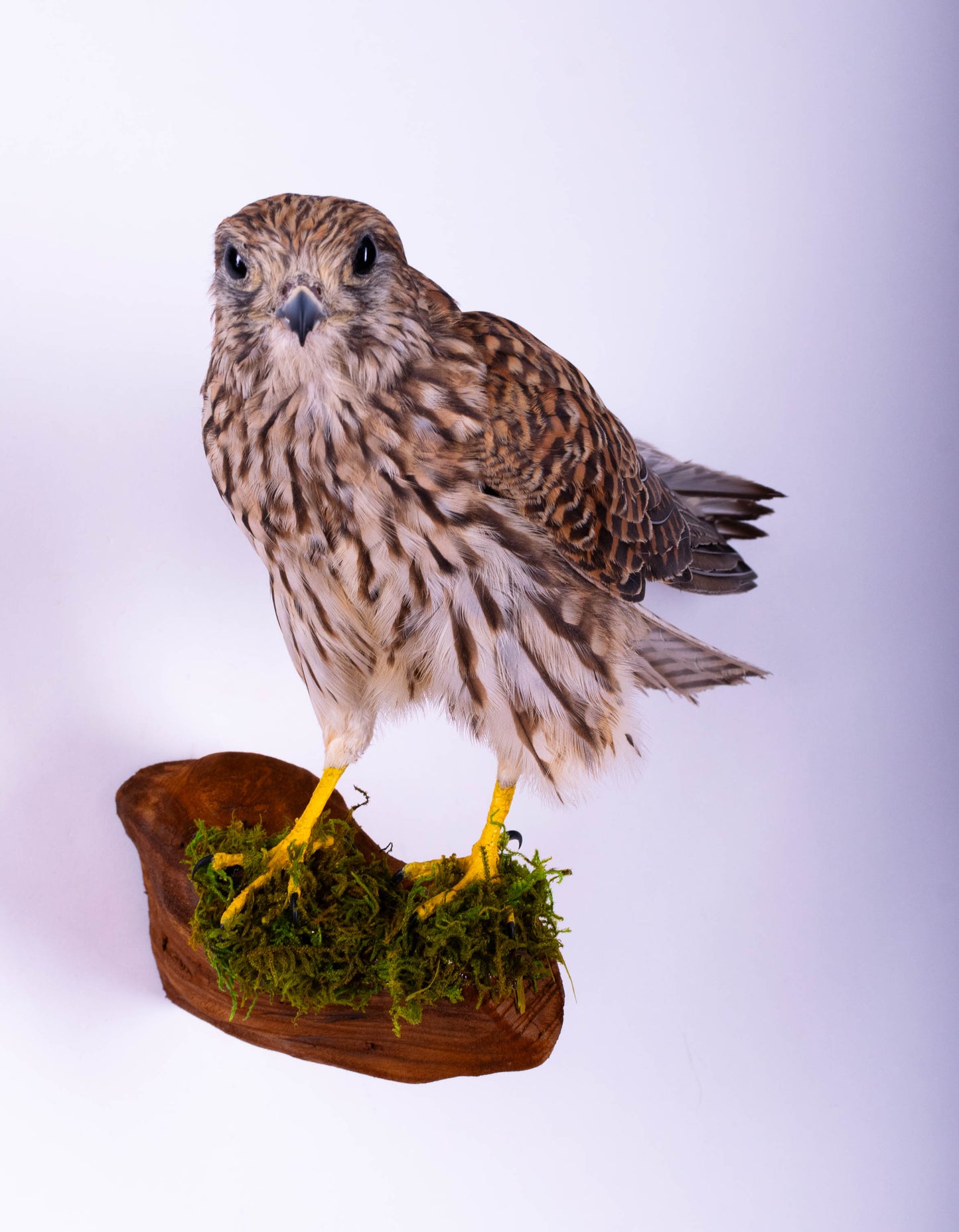 Kestrel Falcon Taxidermy Wall Mount