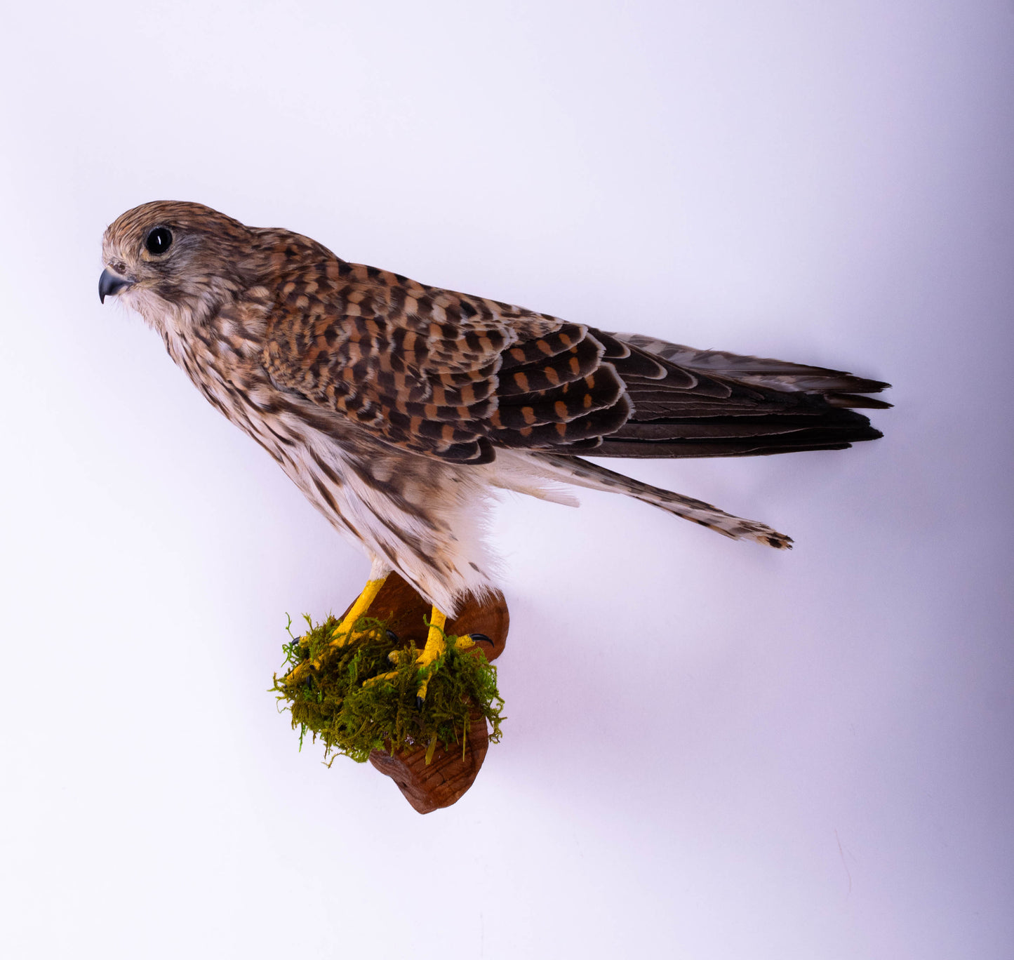 Kestrel Falcon Taxidermy Wall Mount