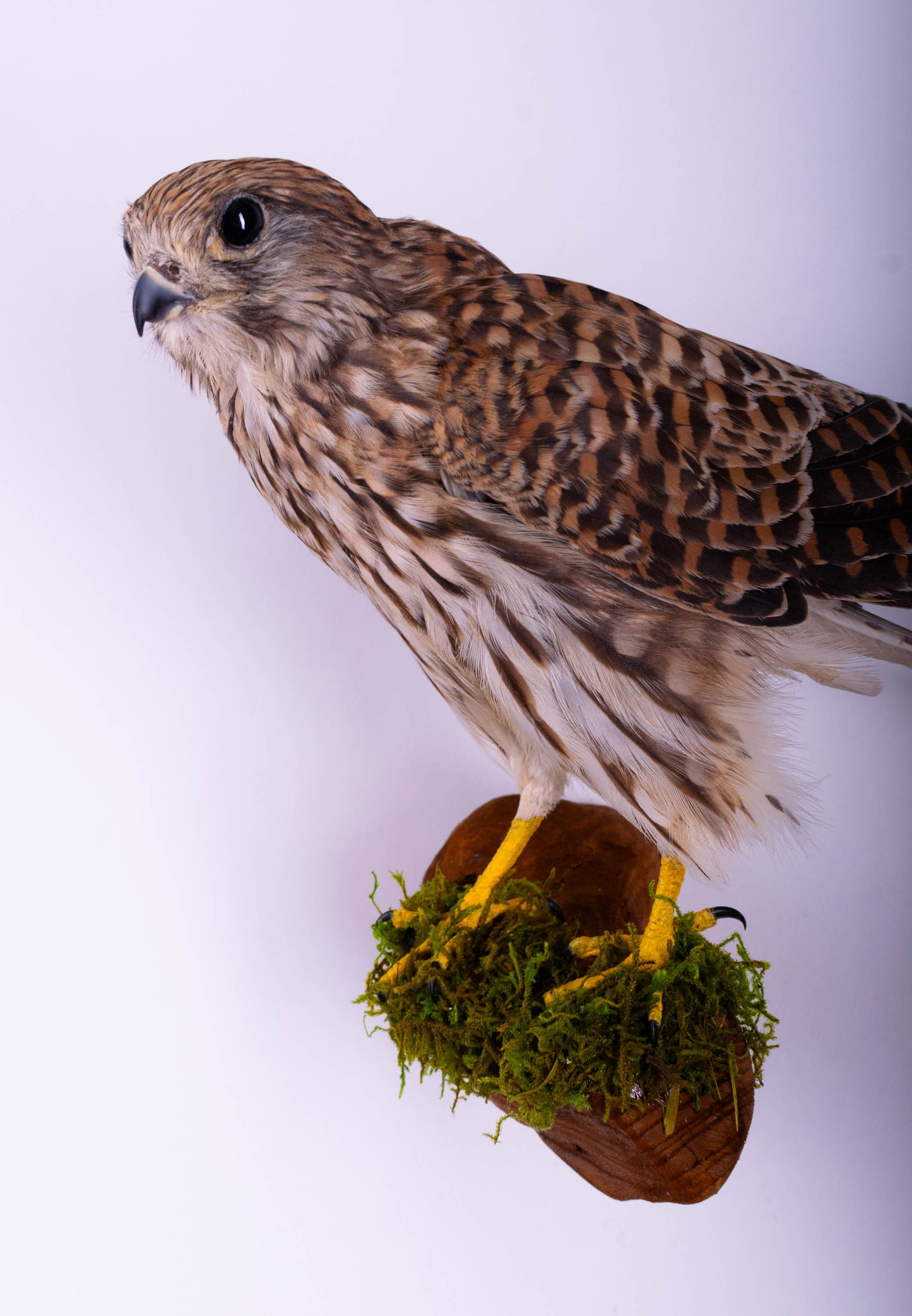 Kestrel Falcon Taxidermy Wall Mount