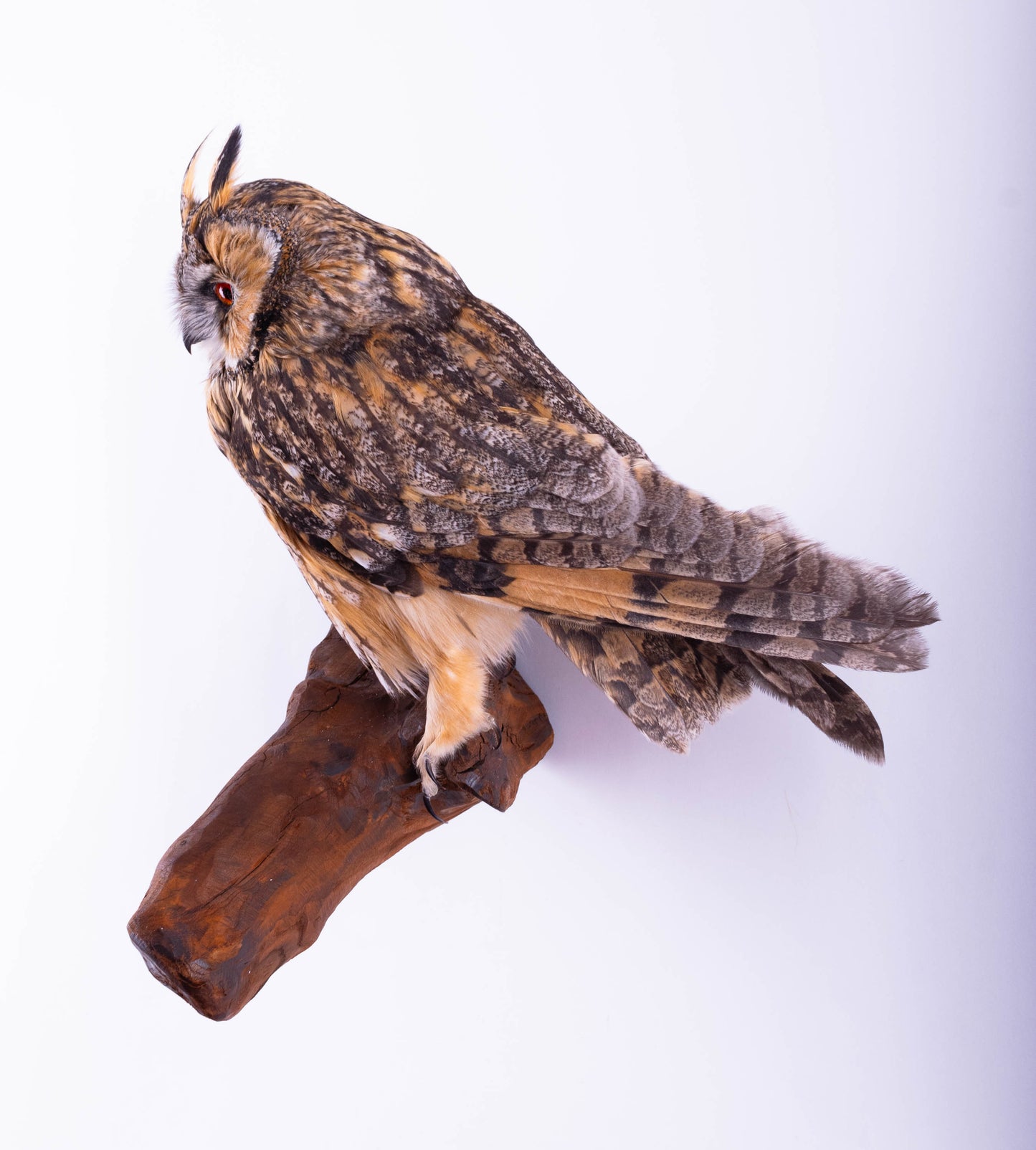 Long-eared Owl Taxidermy Wall Mount For Sale