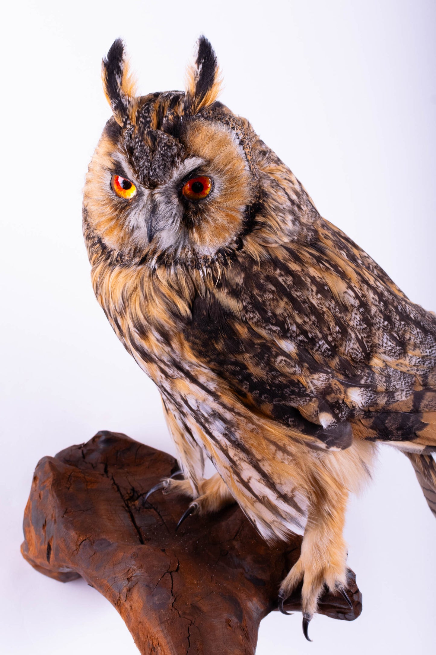 Long-eared Owl Taxidermy Wall Mount For Sale