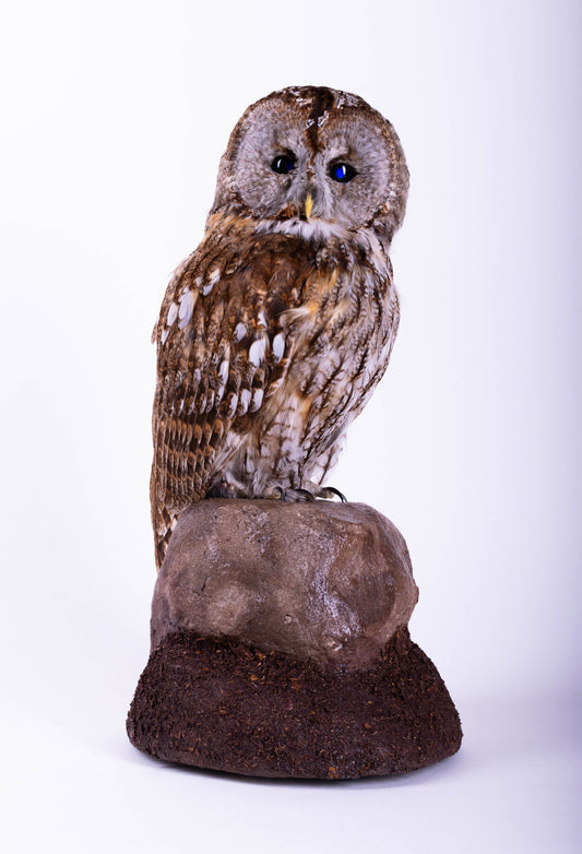 Taxidermy Tawny Owl Standing Mount